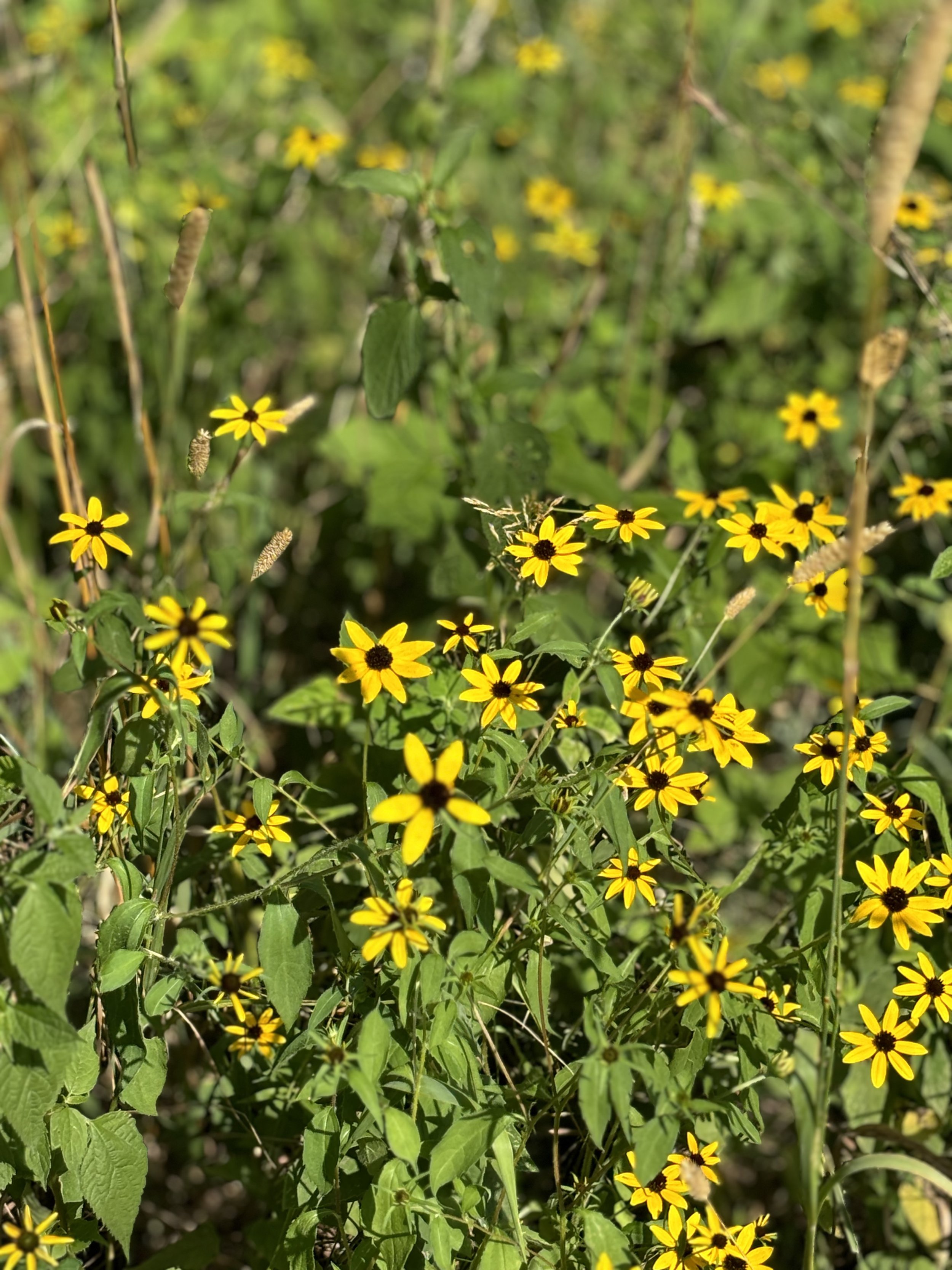 Golden Meadow:  A tapestry of golden wildflowers catches the warmth of the afternoon sun, creating a scene that feels both effortless and restorative. Golden Meadow celebrates the quiet beauty of native landscapes, where layers of vibrant blooms and 