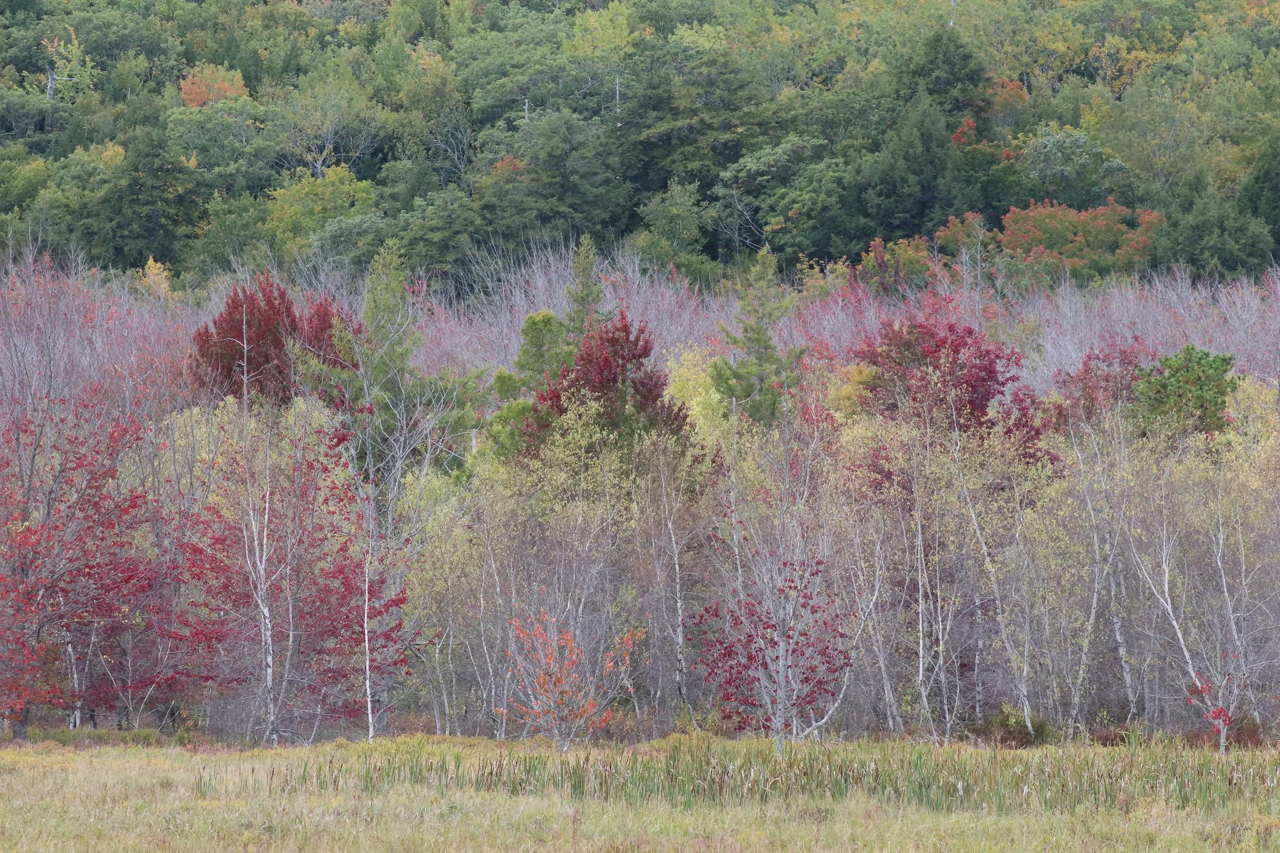 Young Birch and Autumn Shrubs in a Meadow

Slender birch trees and vibrant autumn shrubs create a colorful transition between meadow grasses and the dense forest beyond.

Suggested Hospitality Use:

Boutique hotel corridors

Restaurant interiors

Gal