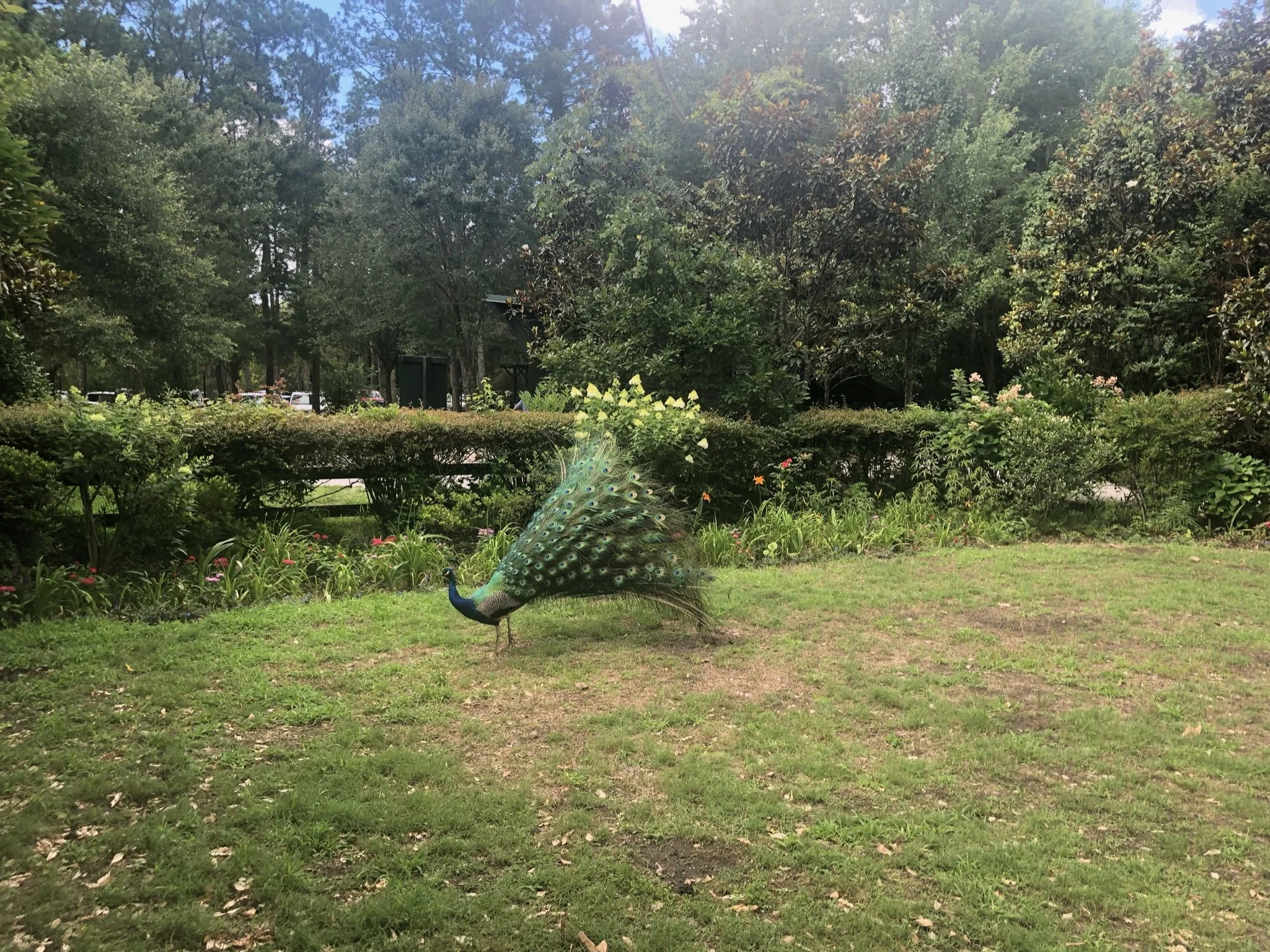 Southern Elegance: With its magnificent plumage displayed against a lush garden backdrop, a peacock becomes both subject and symbol of grace, beauty, and quiet confidence. Southern Elegance captures one of the South's most recognizable garden icons, 