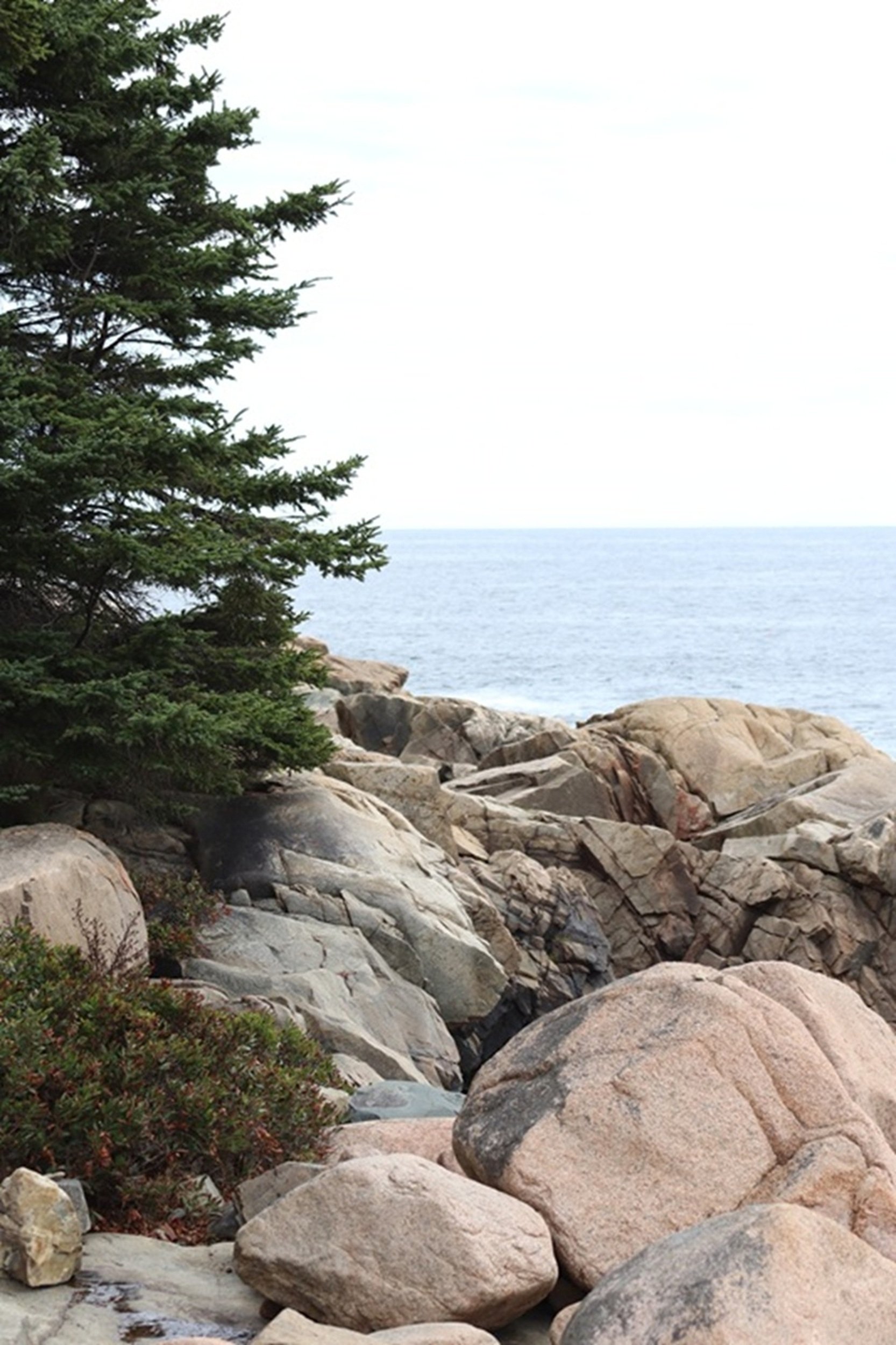 View of a rocky shoreline with large boulders, some greenery, a pine tree on the left, and the ocean in the background under a cloudy sky.
