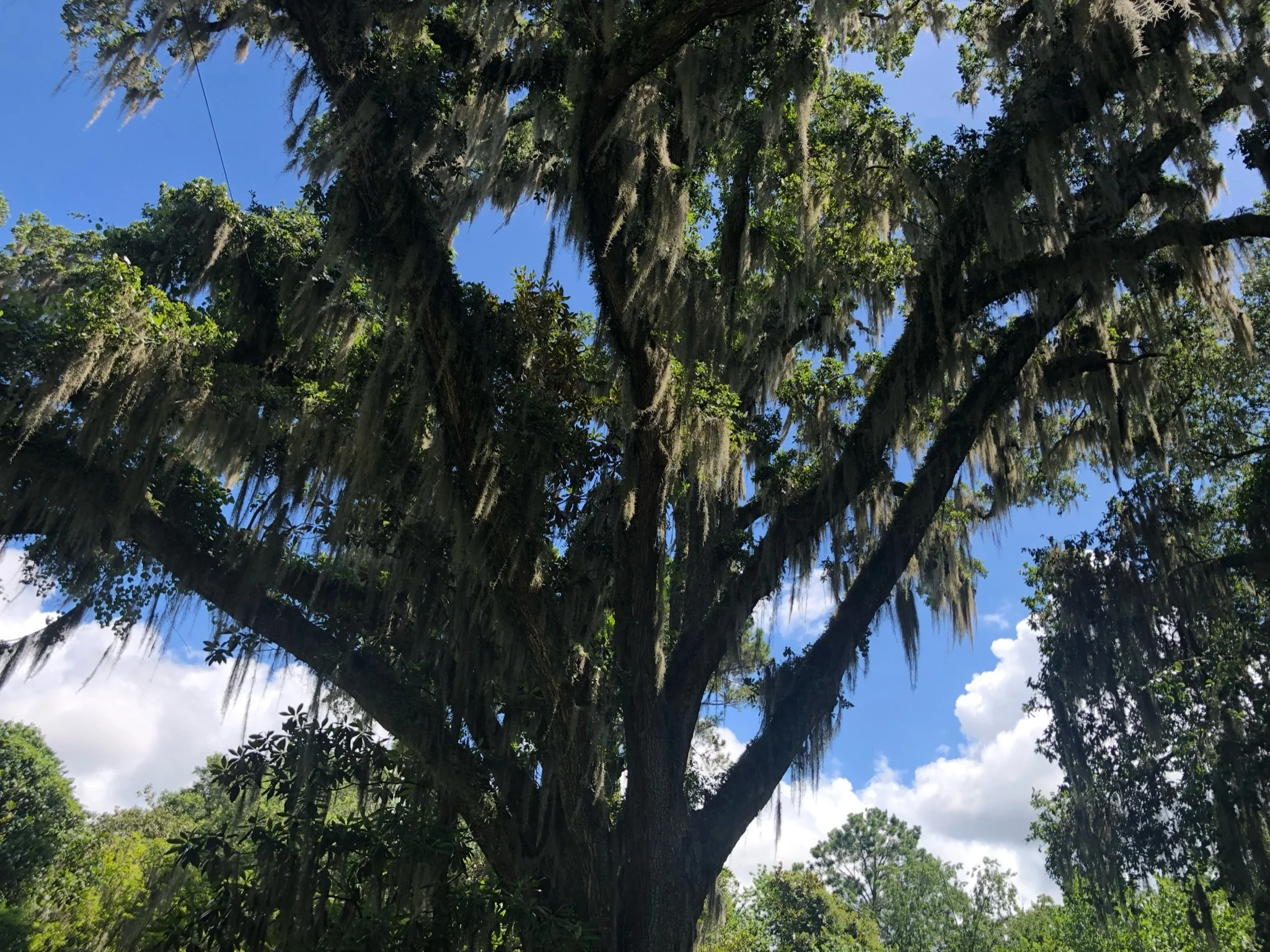 Beneath the Live Oaks: Towering live oaks draped with Spanish moss create one of the South's most enduring natural landscapes. Sunlight filters through the ancient canopy, revealing layers of texture, shadow, and movement that evoke generations of hi