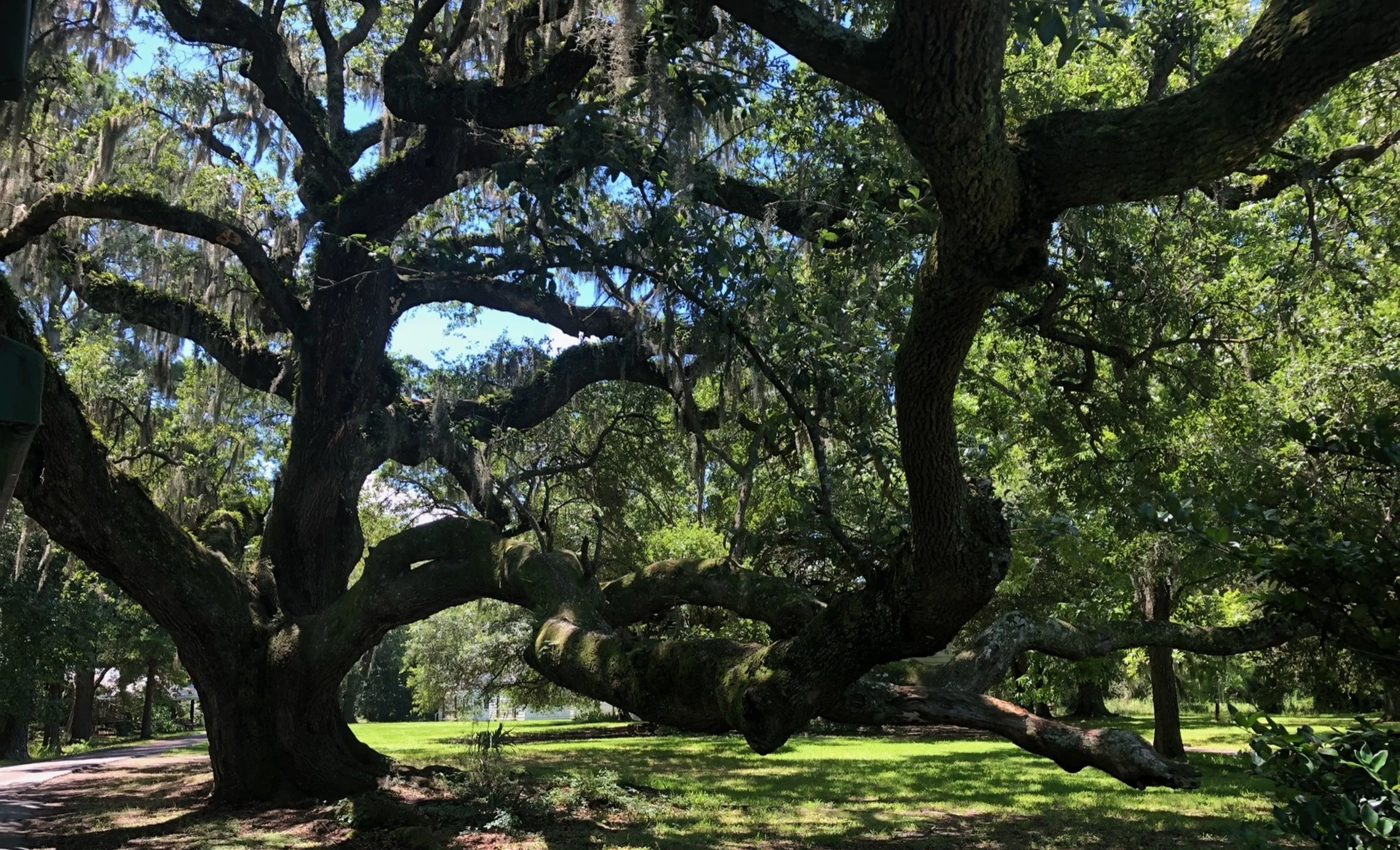 Beneath the Canopy of Ancient Live Oaks

Massive live oak trees stretch their twisting branches overhead, draped with Spanish moss and casting cool shade across a historic southern landscape.

Suggested Hospitality Use:

Southern boutique hotels

His