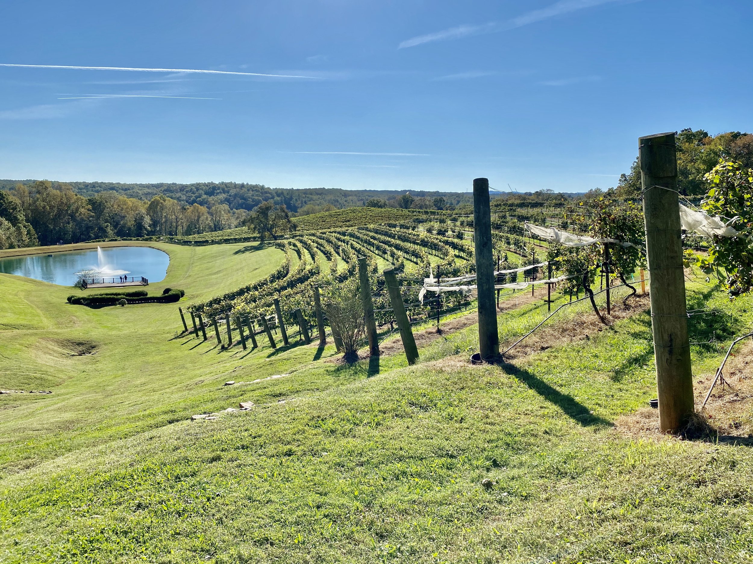 Vines & Vistas: Rolling vineyards sweep across the landscape beneath an open sky, where carefully tended rows of vines overlook a peaceful lake and gently rolling hills. Vines & Vistas captures the elegance of wine country, celebrating the relationsh