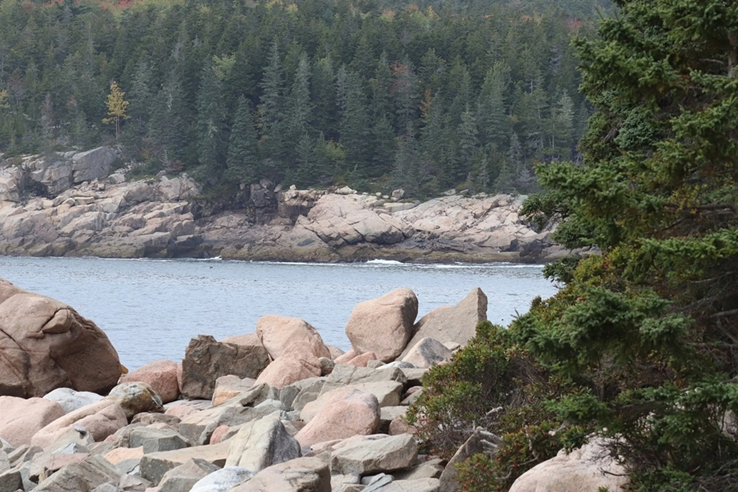 Cliff Line in Soft Light: Granite shoreline and evergreen forest meet still coastal waters in a scene that reflects the timeless beauty of Maine's rugged landscape. Rich in texture and natural detail, this artwork complements boutique hotels, resorts