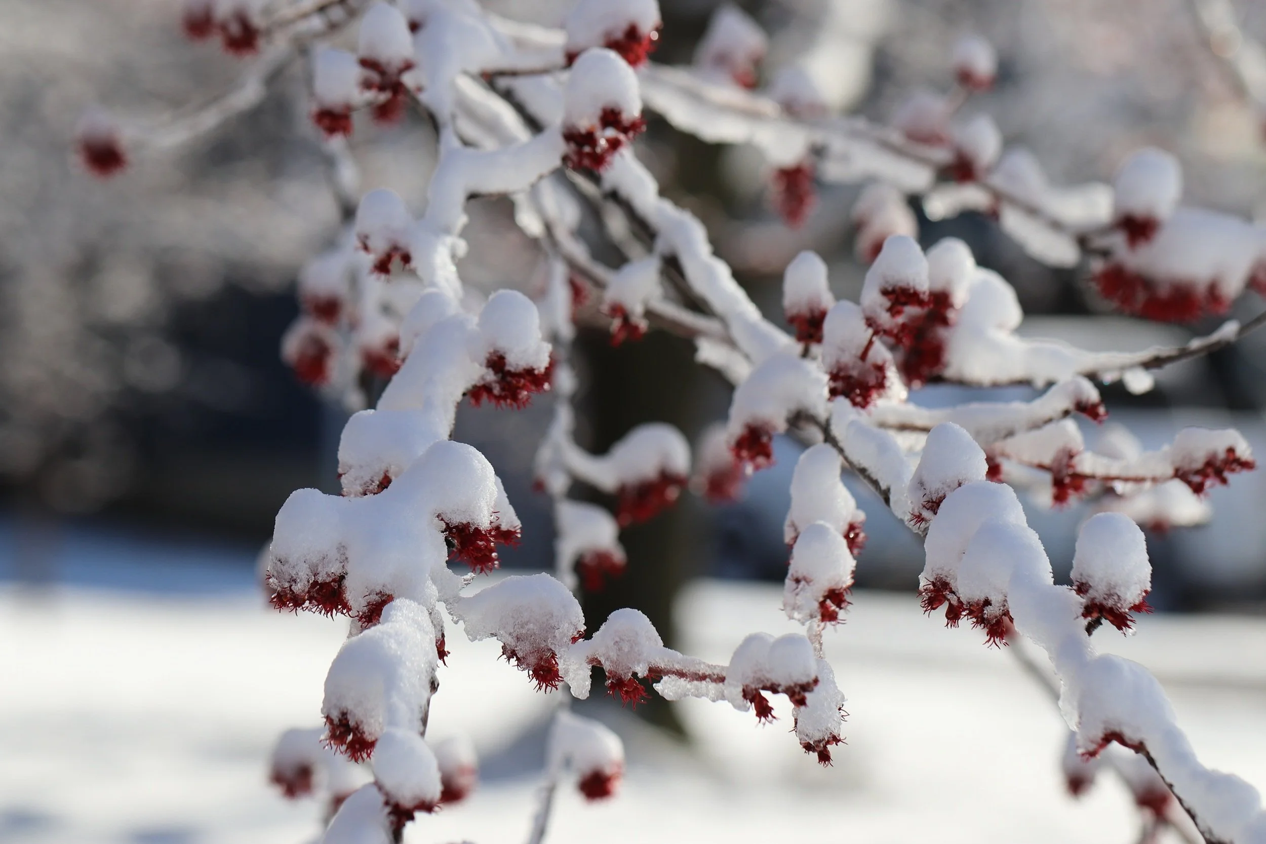 Winter Details.JPG