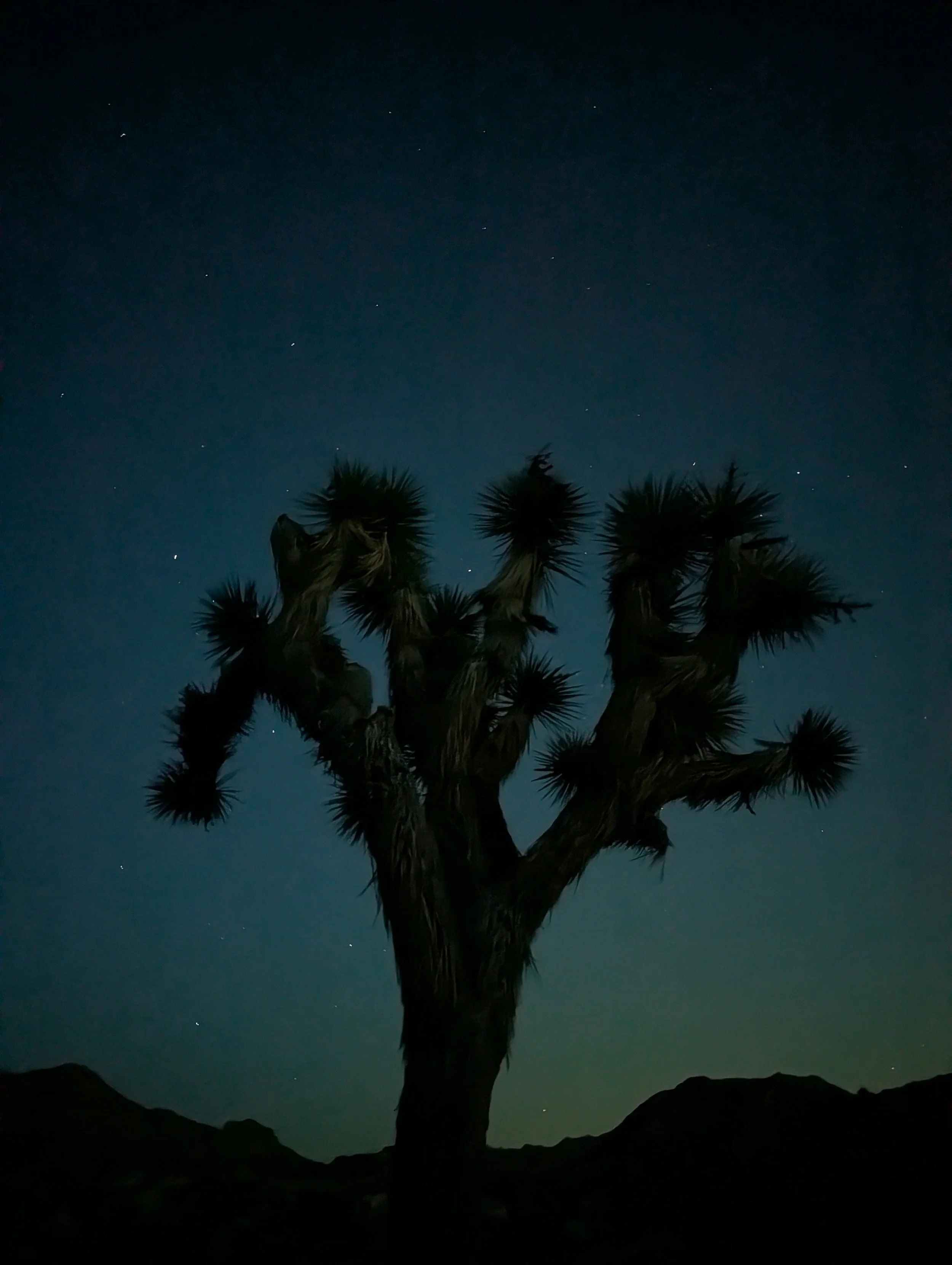 Perseid Meteor Shower Viewing Party!