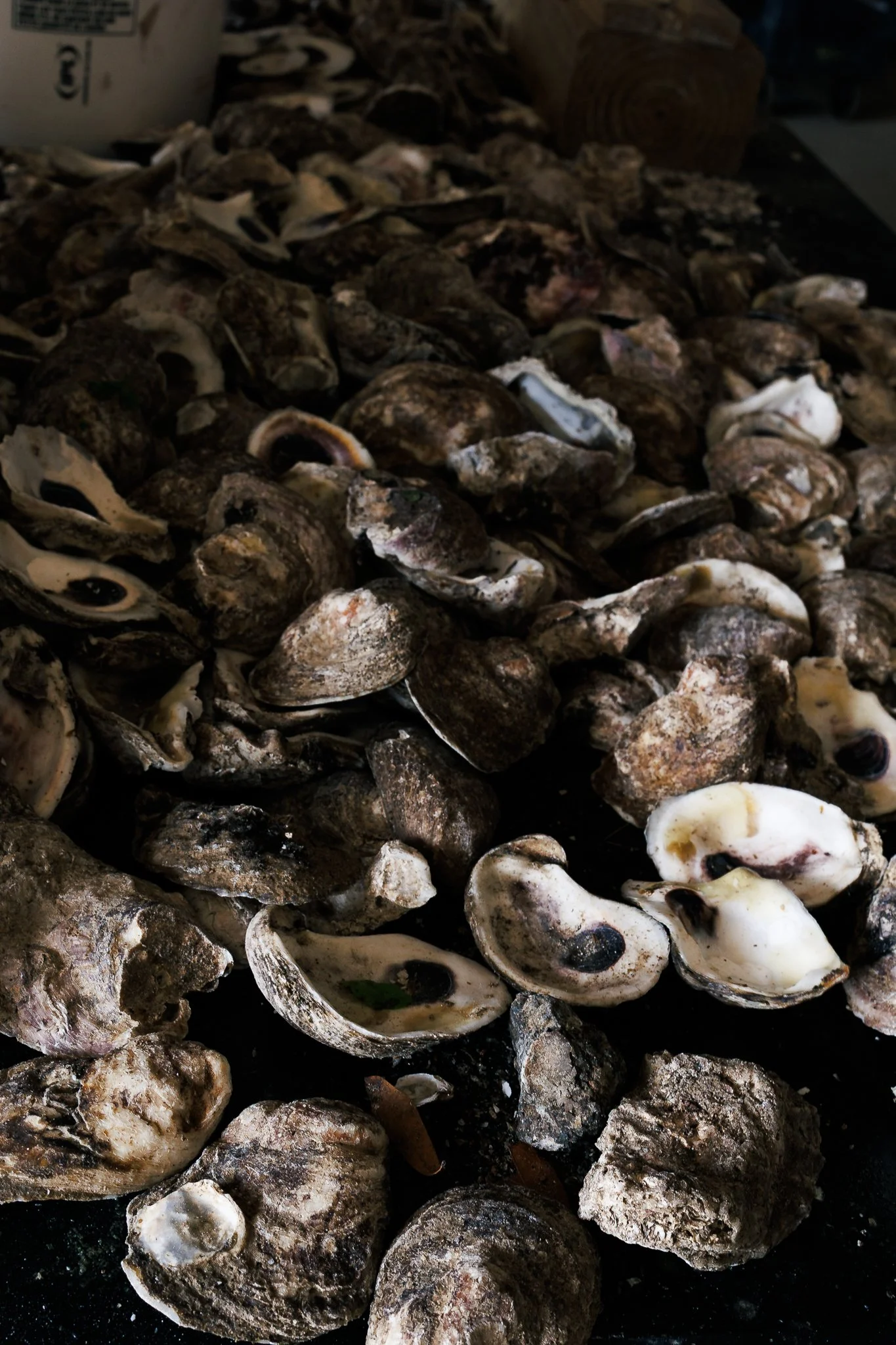 A large pile of oysters, some opened, on a dark surface. Event and marketing photography. Non-profit branding photography. Detail photograph by Evelyn Elizabeth Photography, based in St. Augustine, Fl. Popular, professional, trendy.