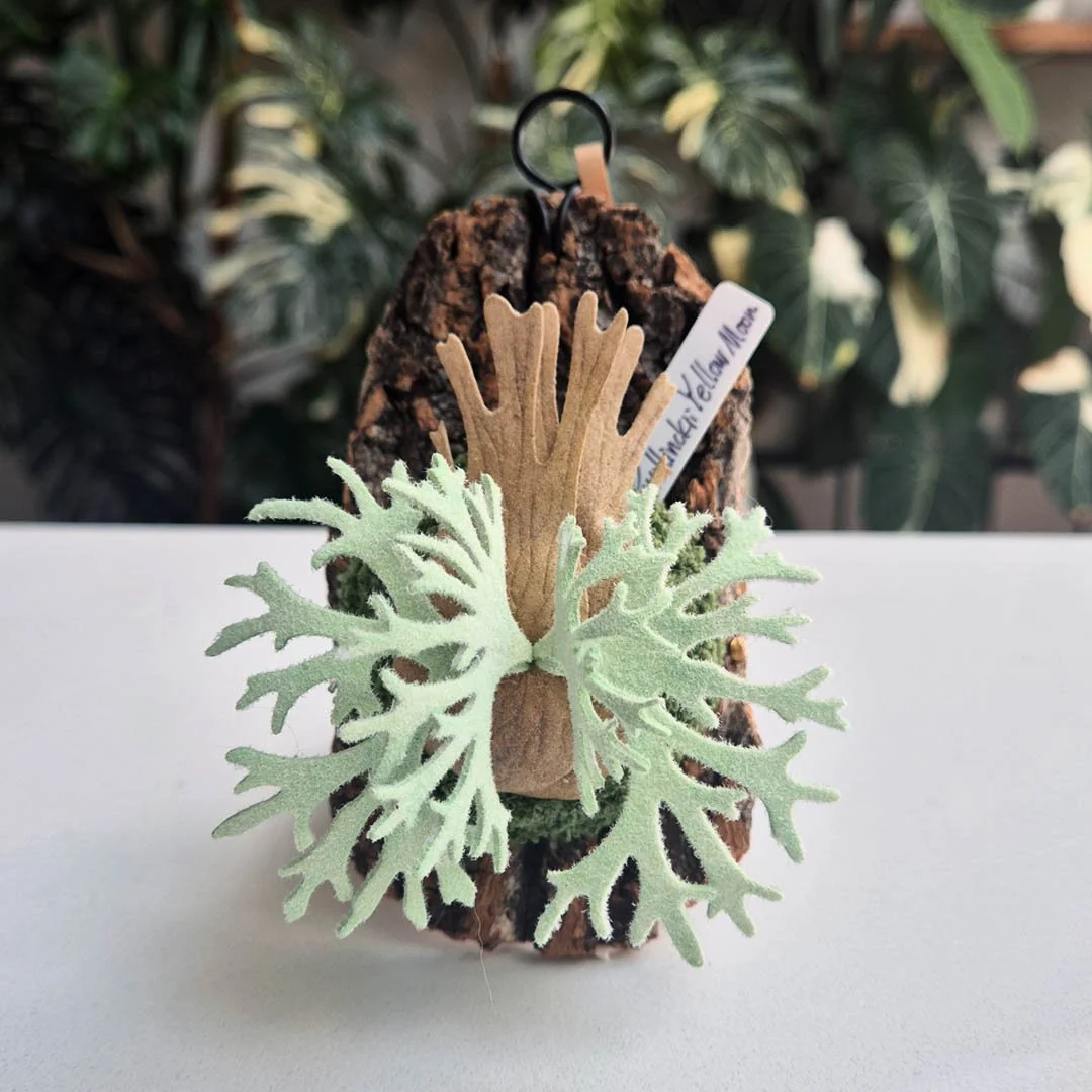 Willinckii Yellow Moon