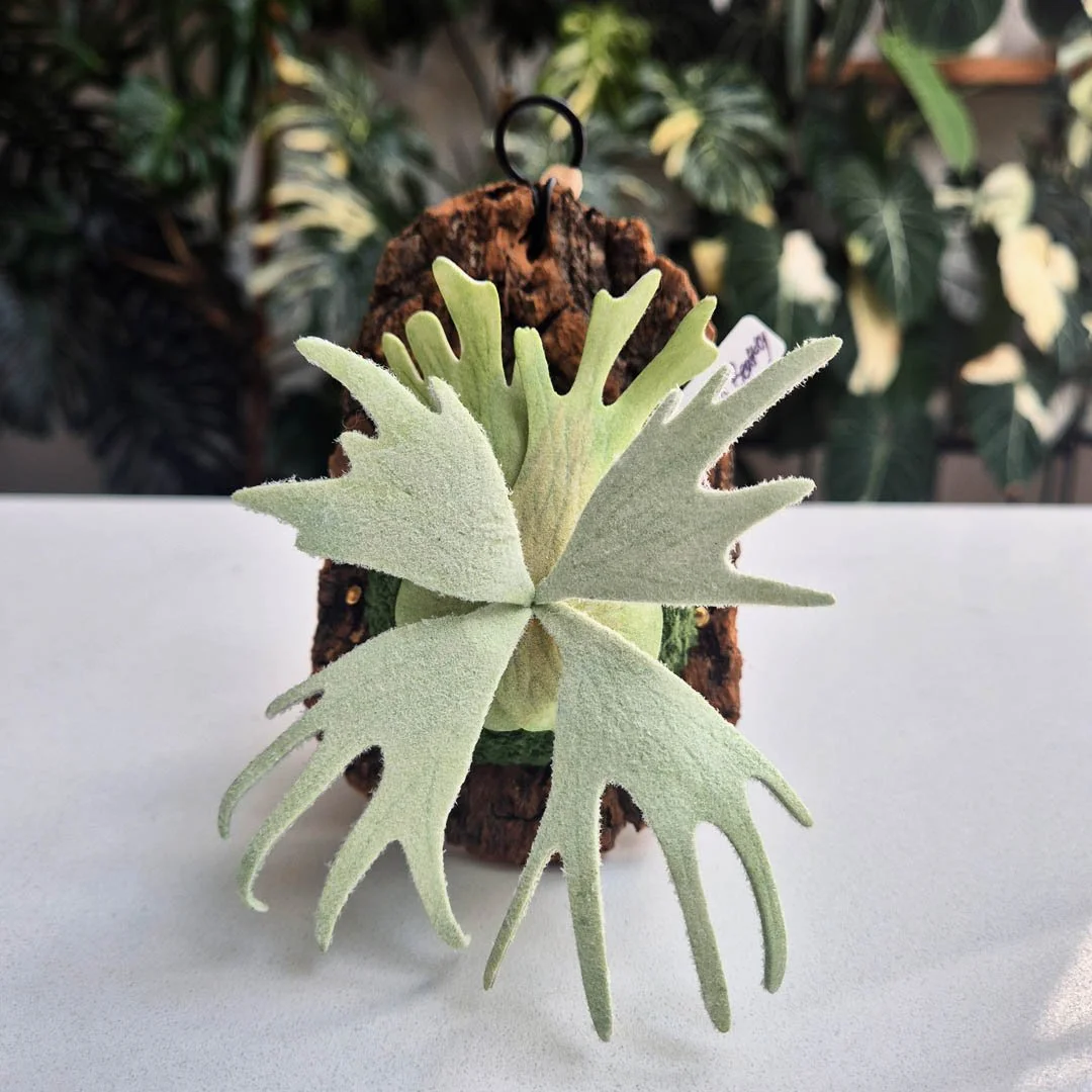 Willinckii Pearl Beauty