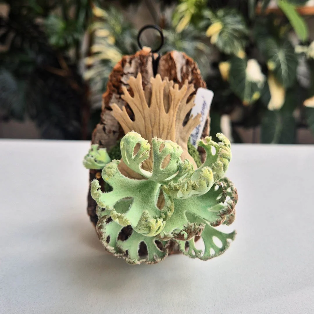 Jenny with Sporelings