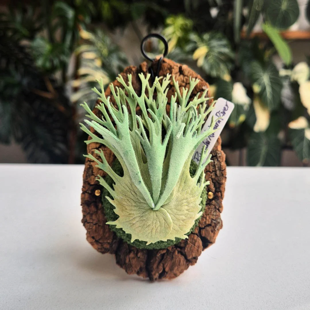 Veitchii Auburn River