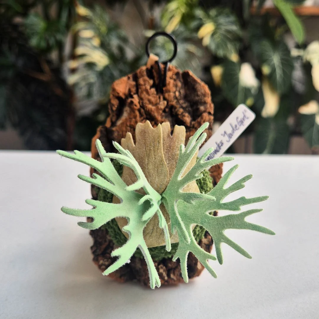 Willinckii Jade Girl