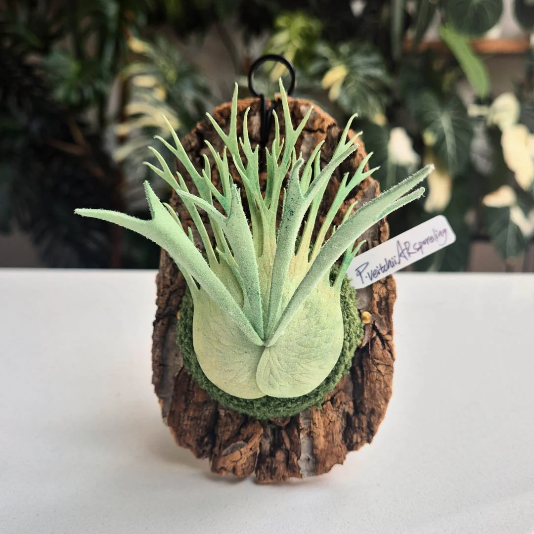 Veitchii AR Sporeling