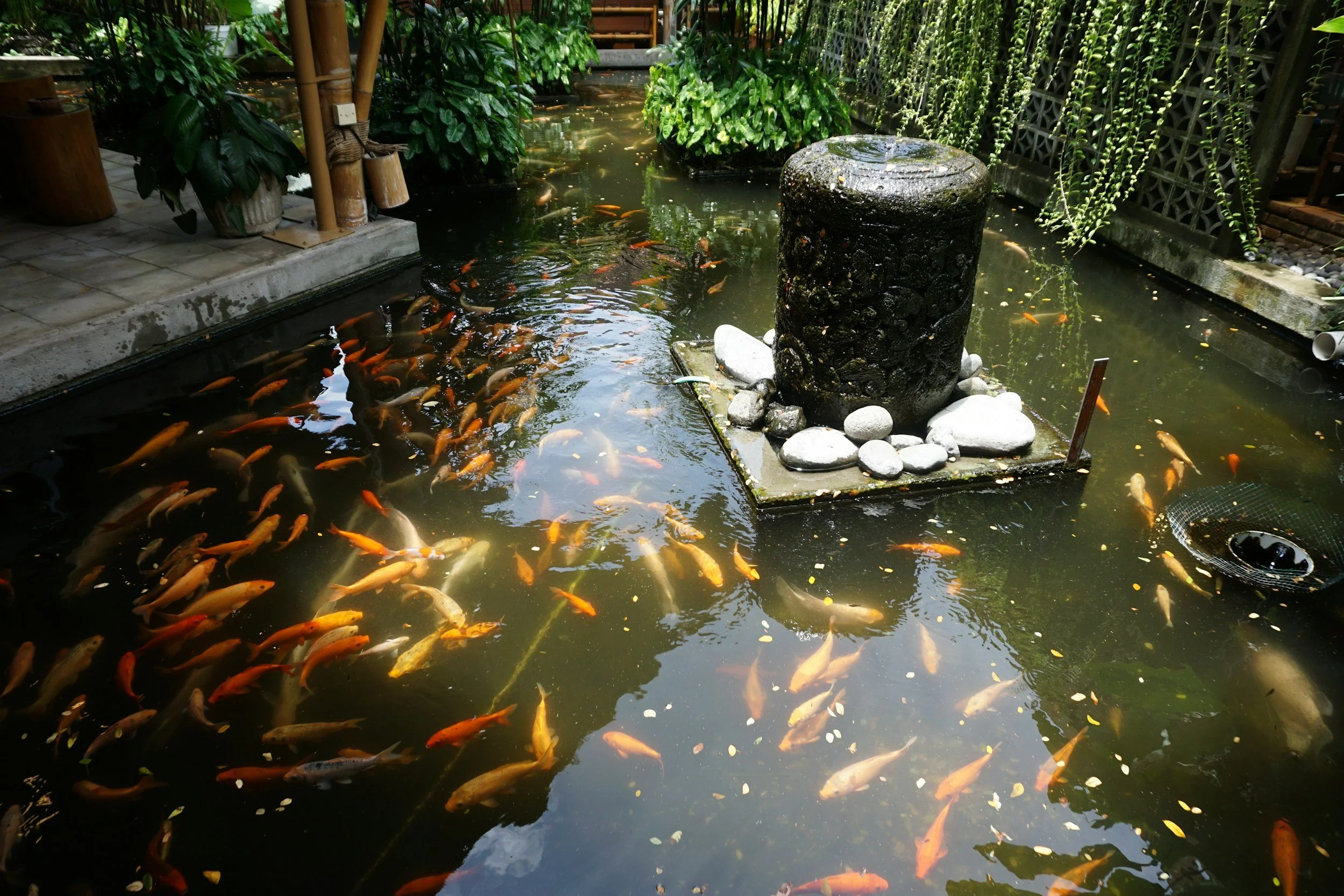 A koi pond with many orange, white, and black fish swimming under a shaded, lush garden with green plants and decorative stones.