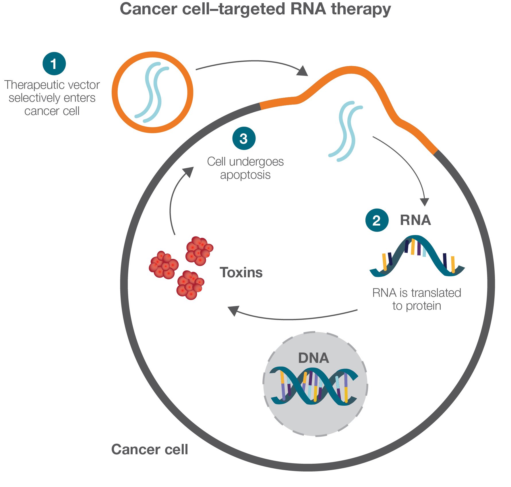 mRNA Cancer Cells