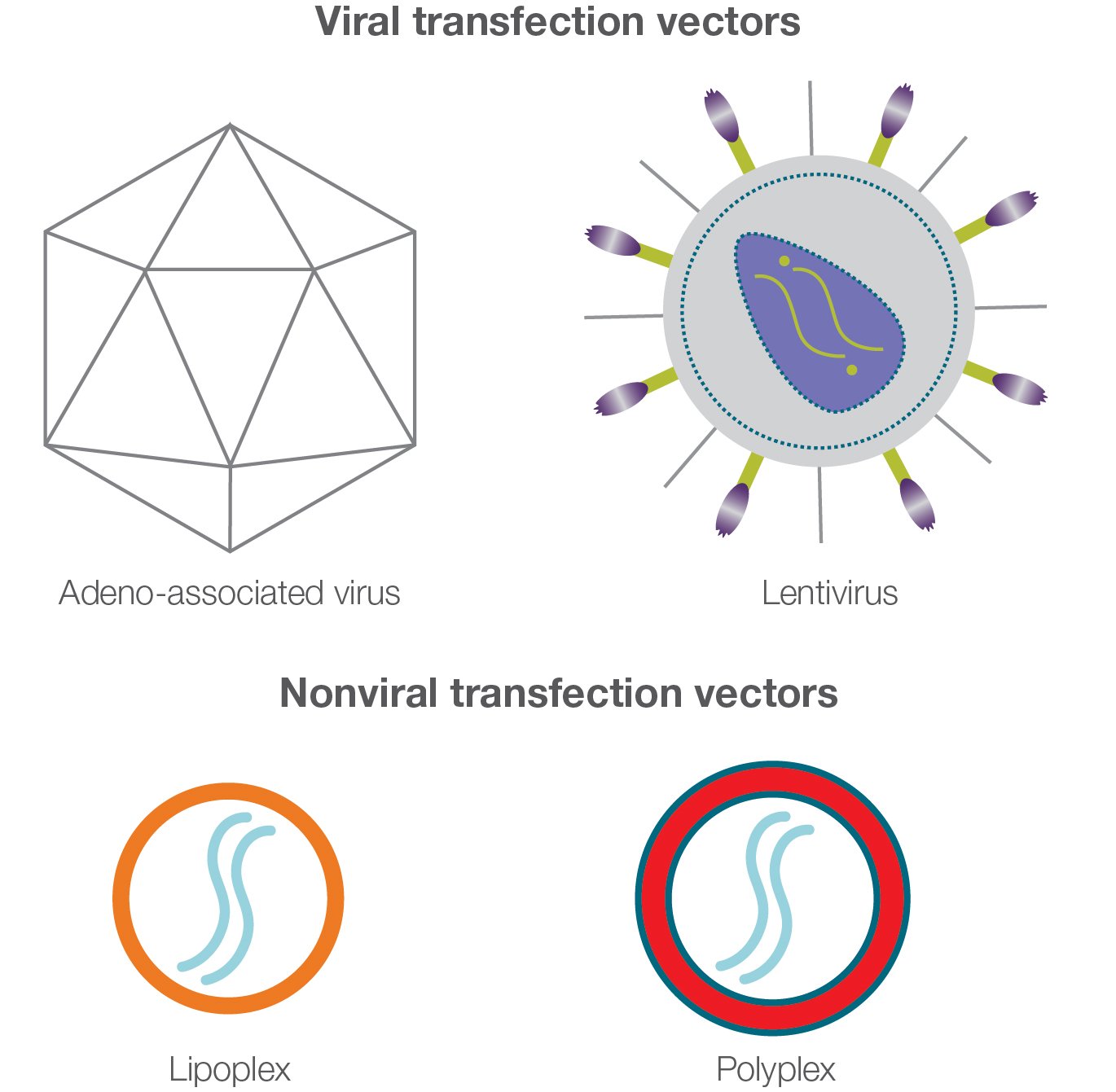 Transfection Vectors