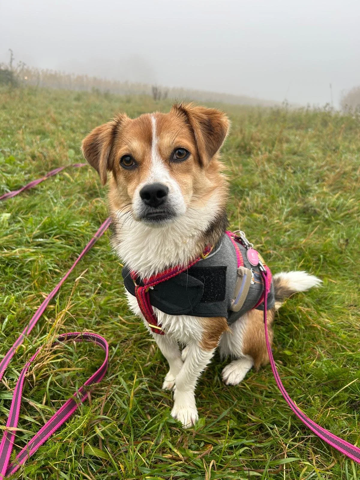 Aufmerksamer Mischlingshund auf einer Wiese – Individuelle Futterberatung und Ernährungspläne von Napf.Harmonie.
