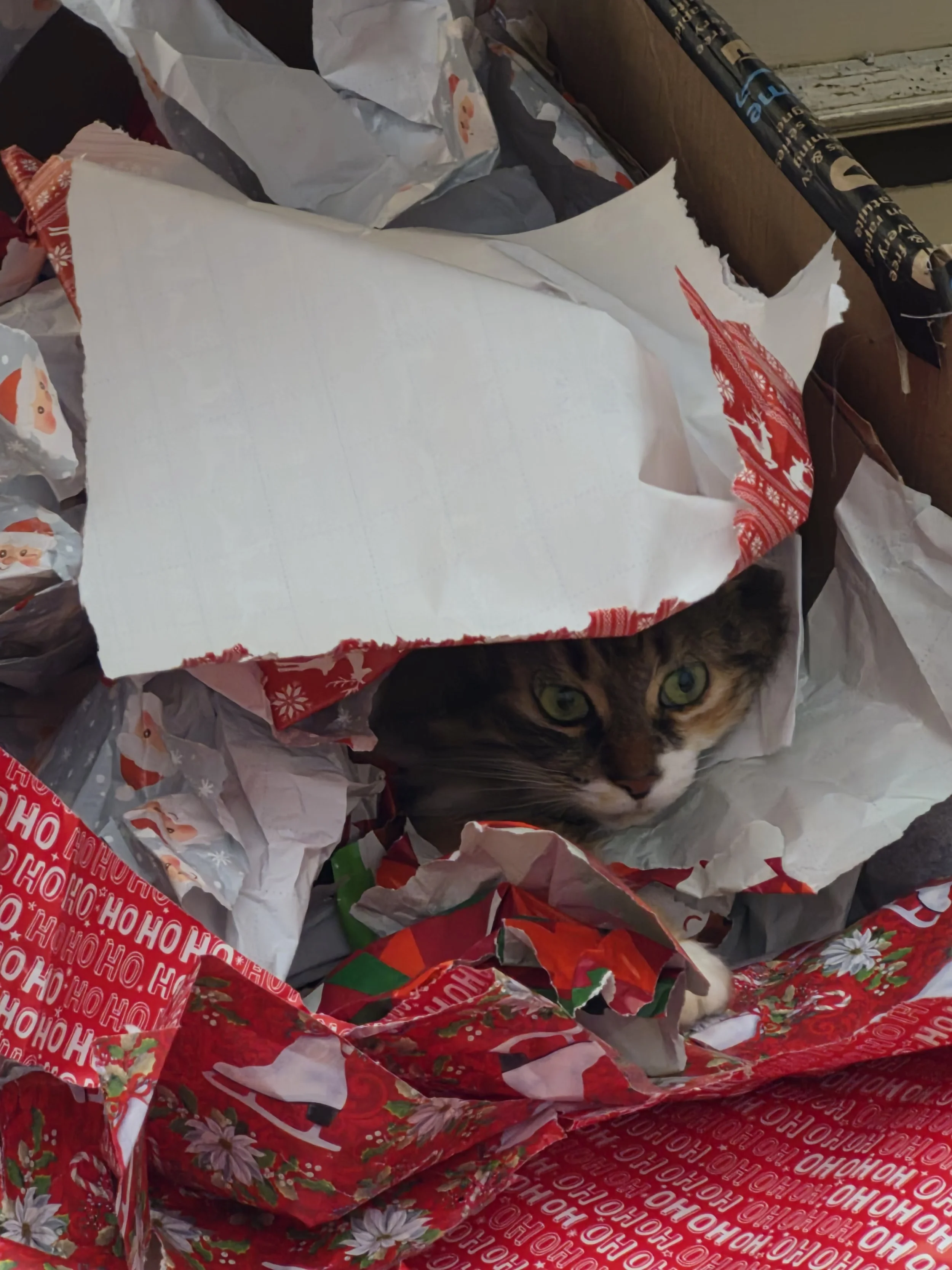 A cat peeking out from inside a torn Christmas gift bag surrounded by crumpled holiday-themed wrapping paper.