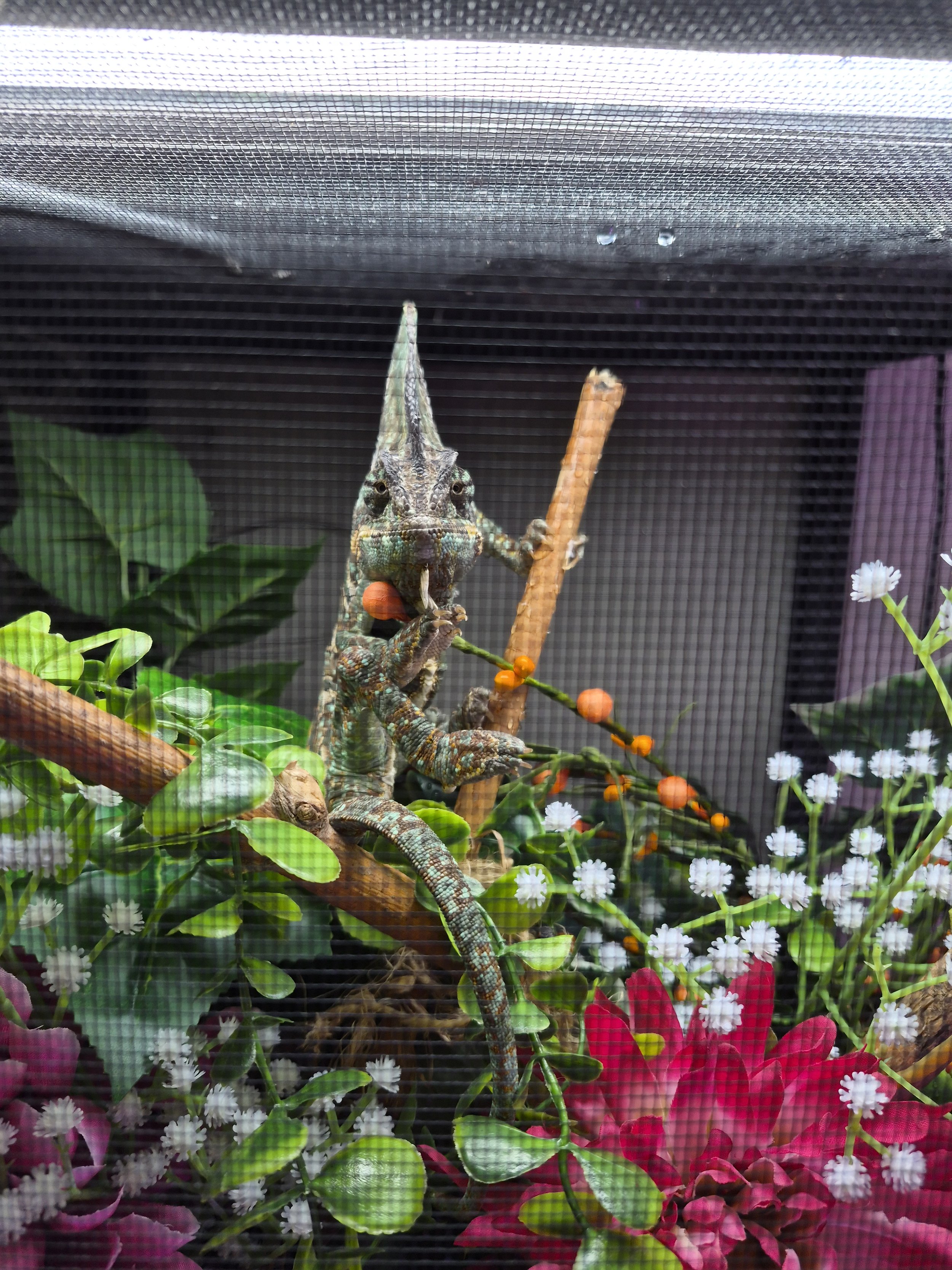 Hangin' with our animals