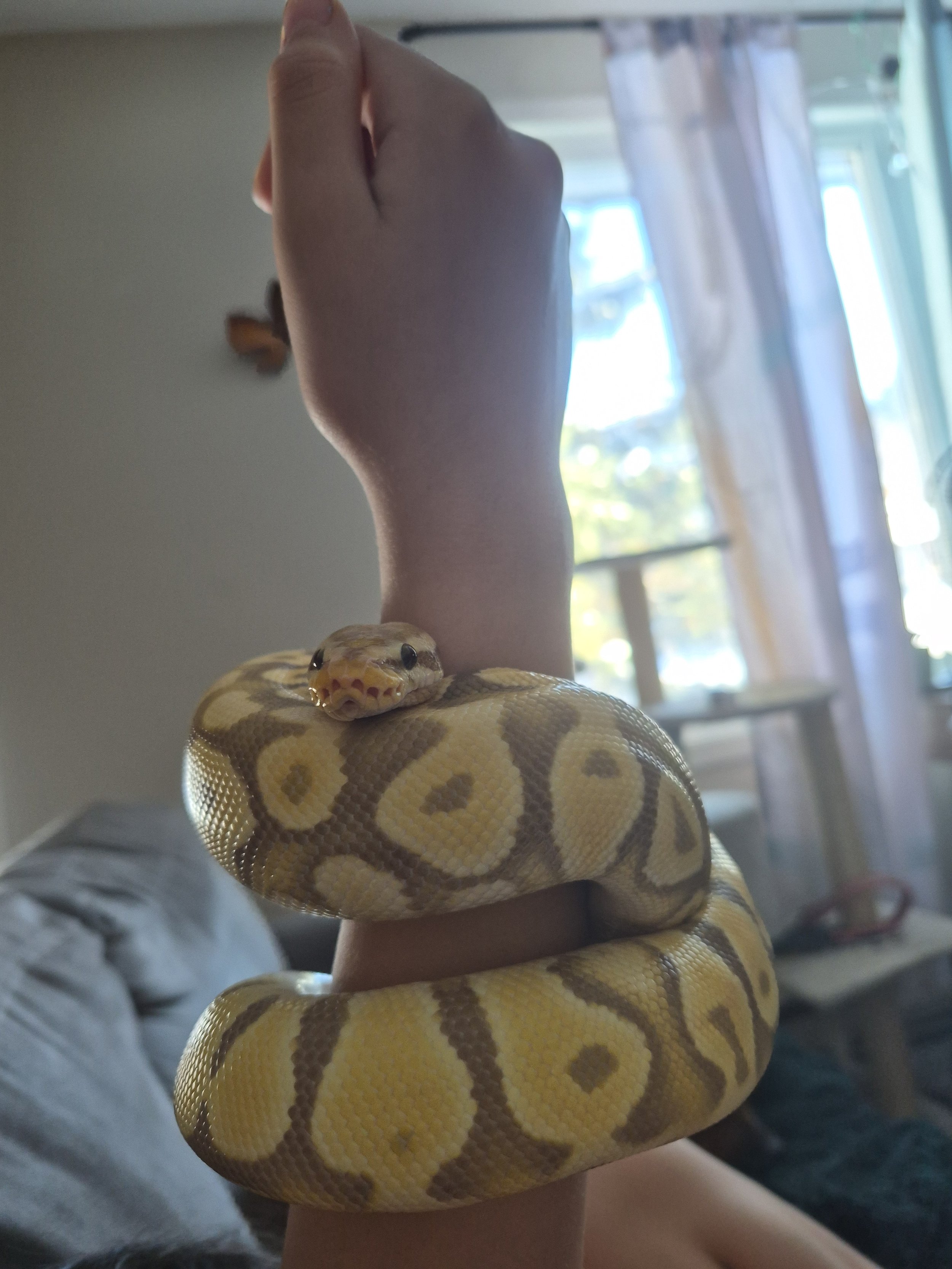 A yellow and brown patterned ball python snake wrapped around a person's arm, with its head resting on the arm and facing the camera.
