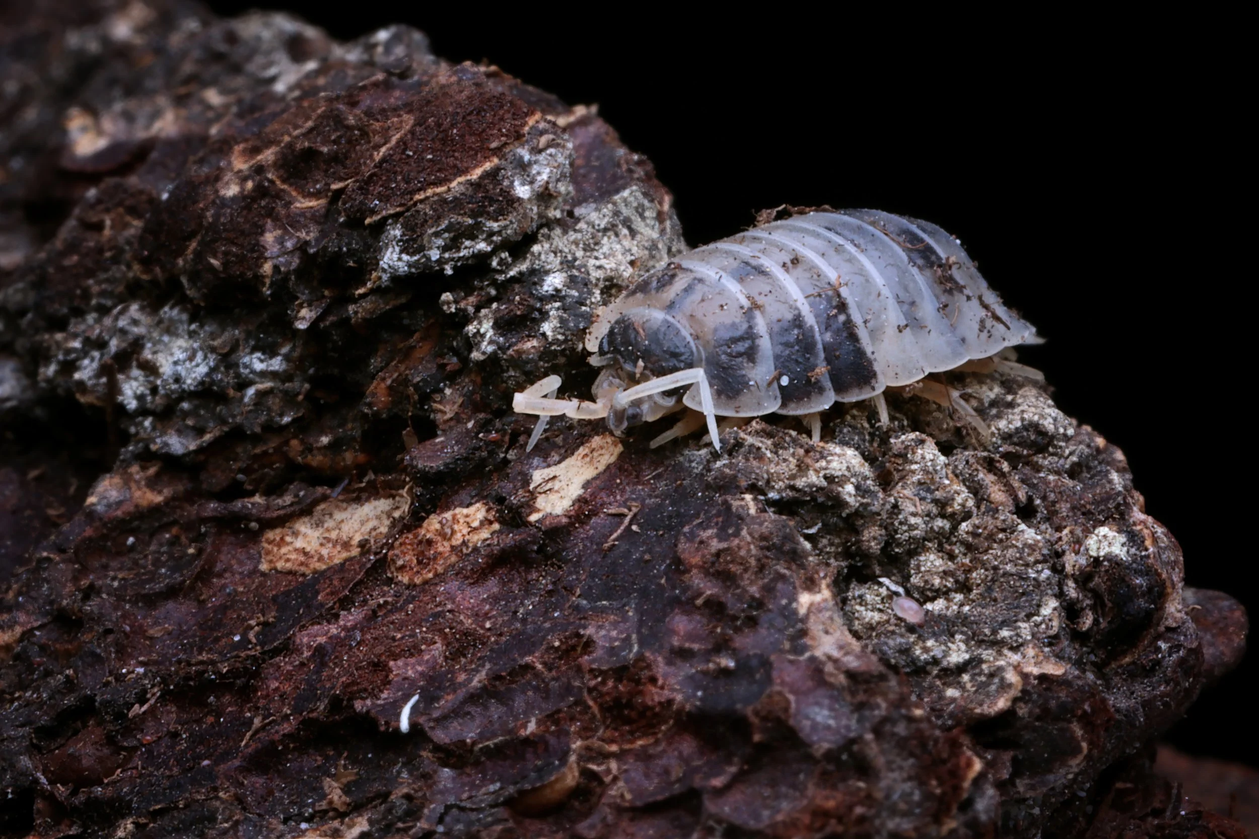 Isopods