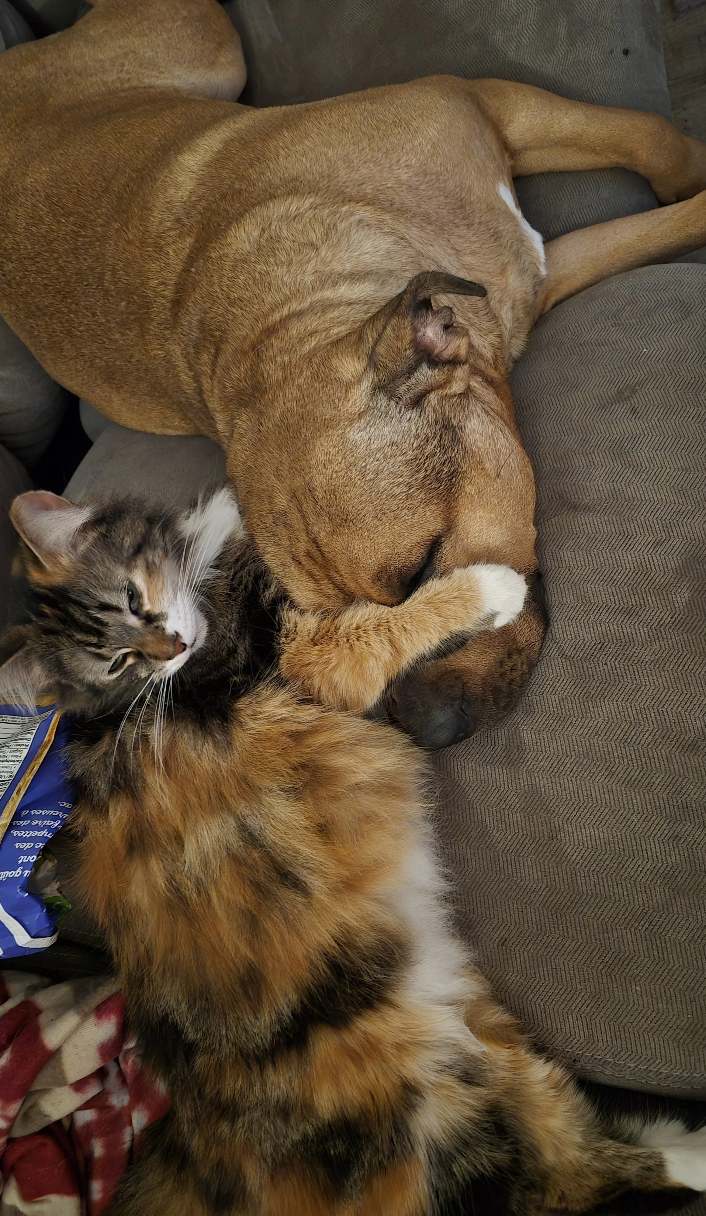 A brown dog lying on a couch with a tabby and white cat cuddled beside it, resting its head on the dog's paw.