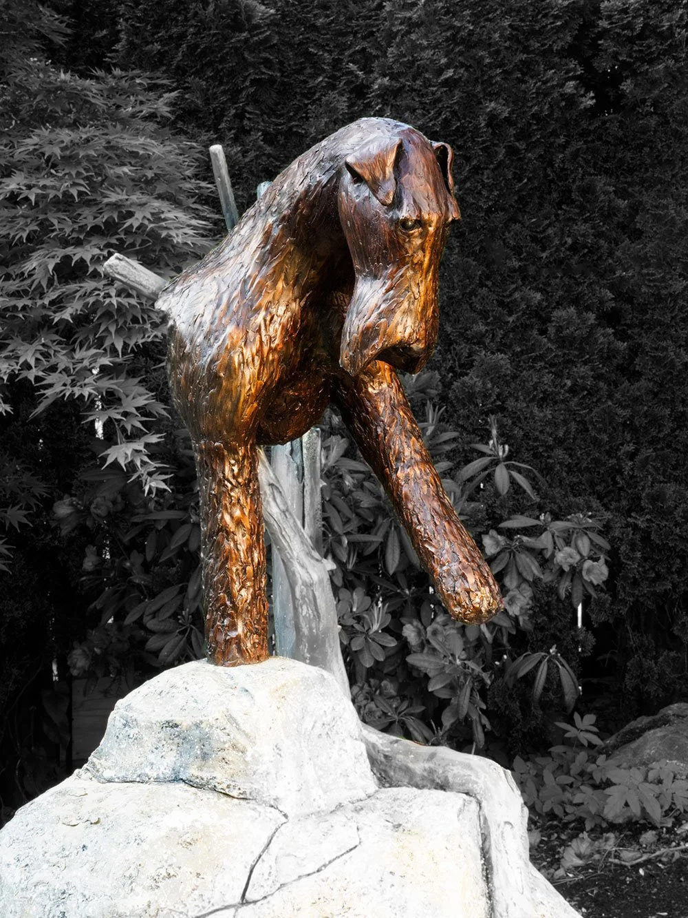 Web-Airedale-03.jpg