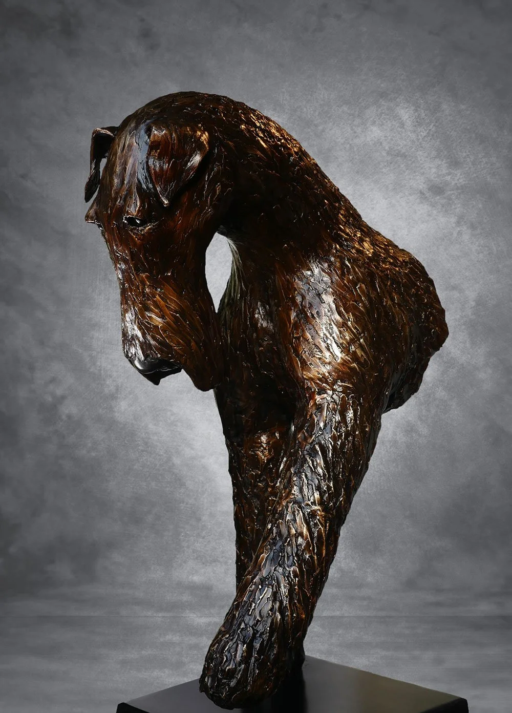 Web-Airedale-07.jpg