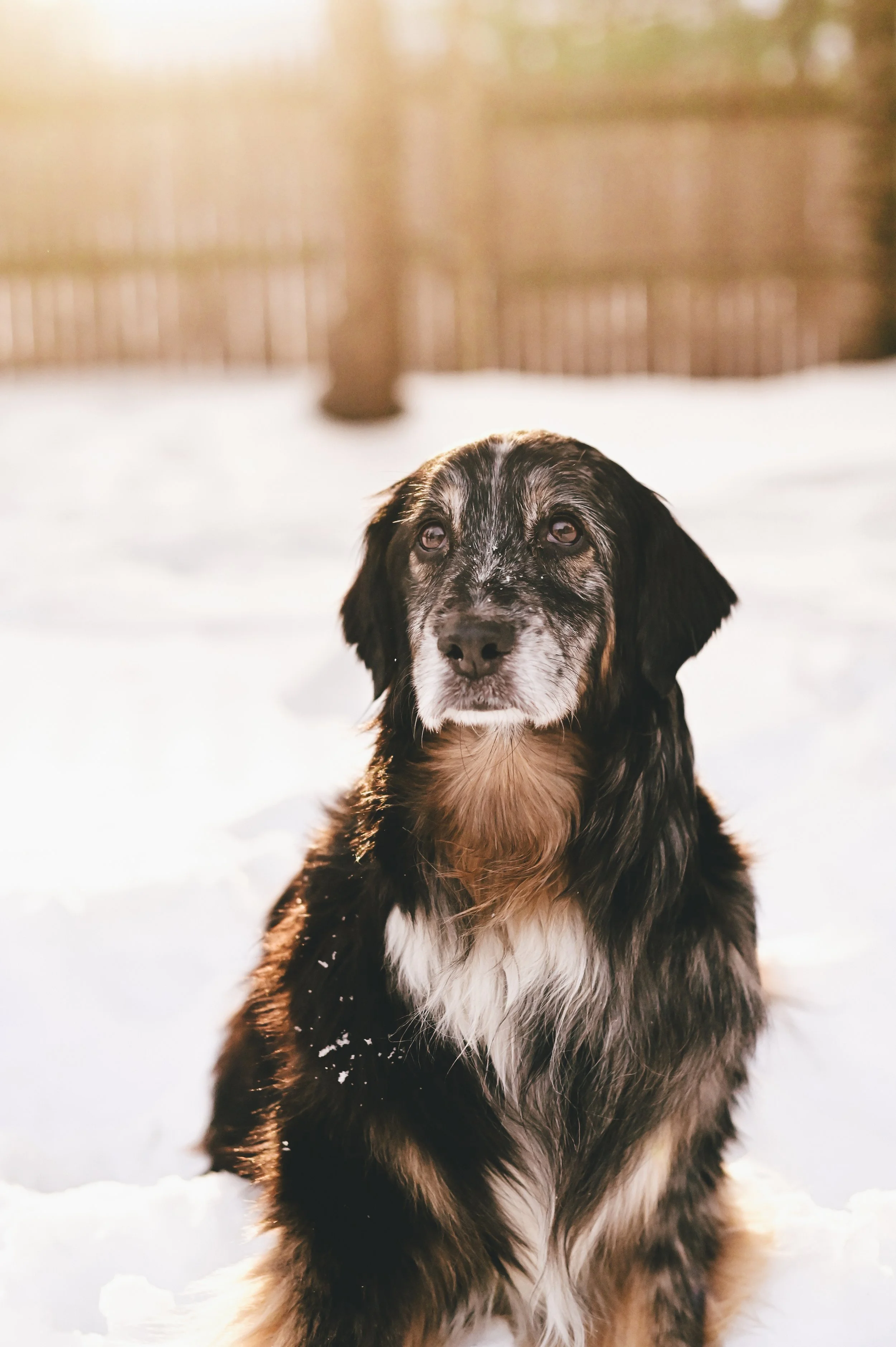 elderly-pet-portrait.jpg