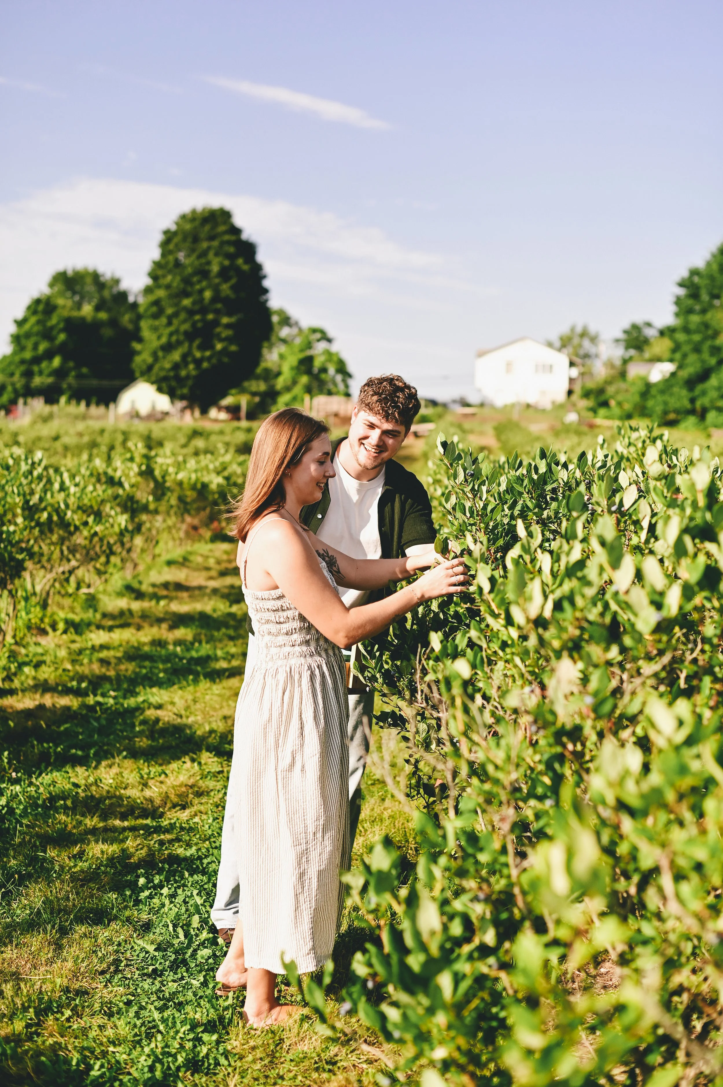 a couple blueberry picking at a field in southern Maine