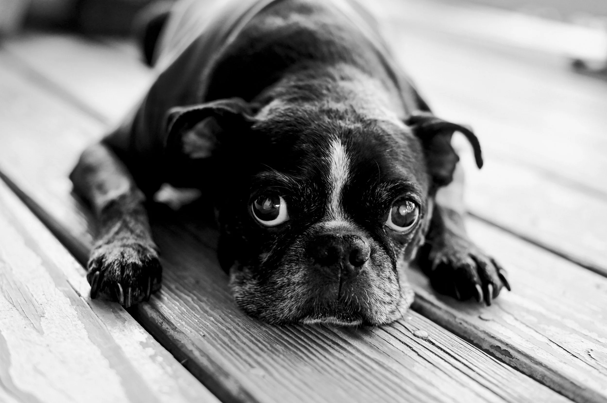 black-and-white-dog-portrait.jpg