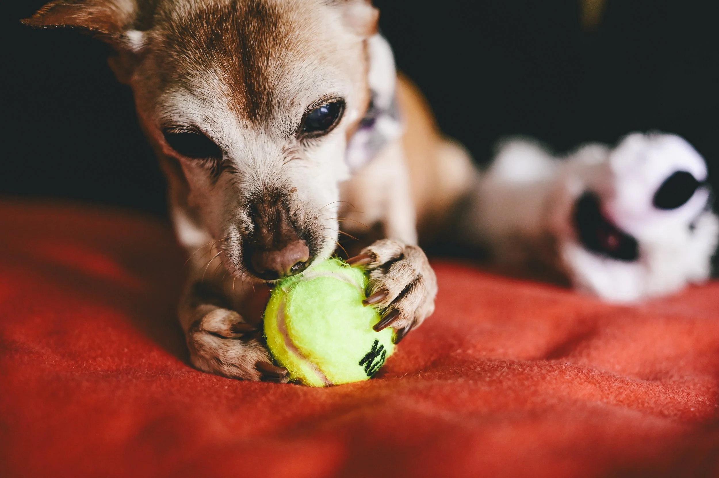 dog-ball-portrait.jpg