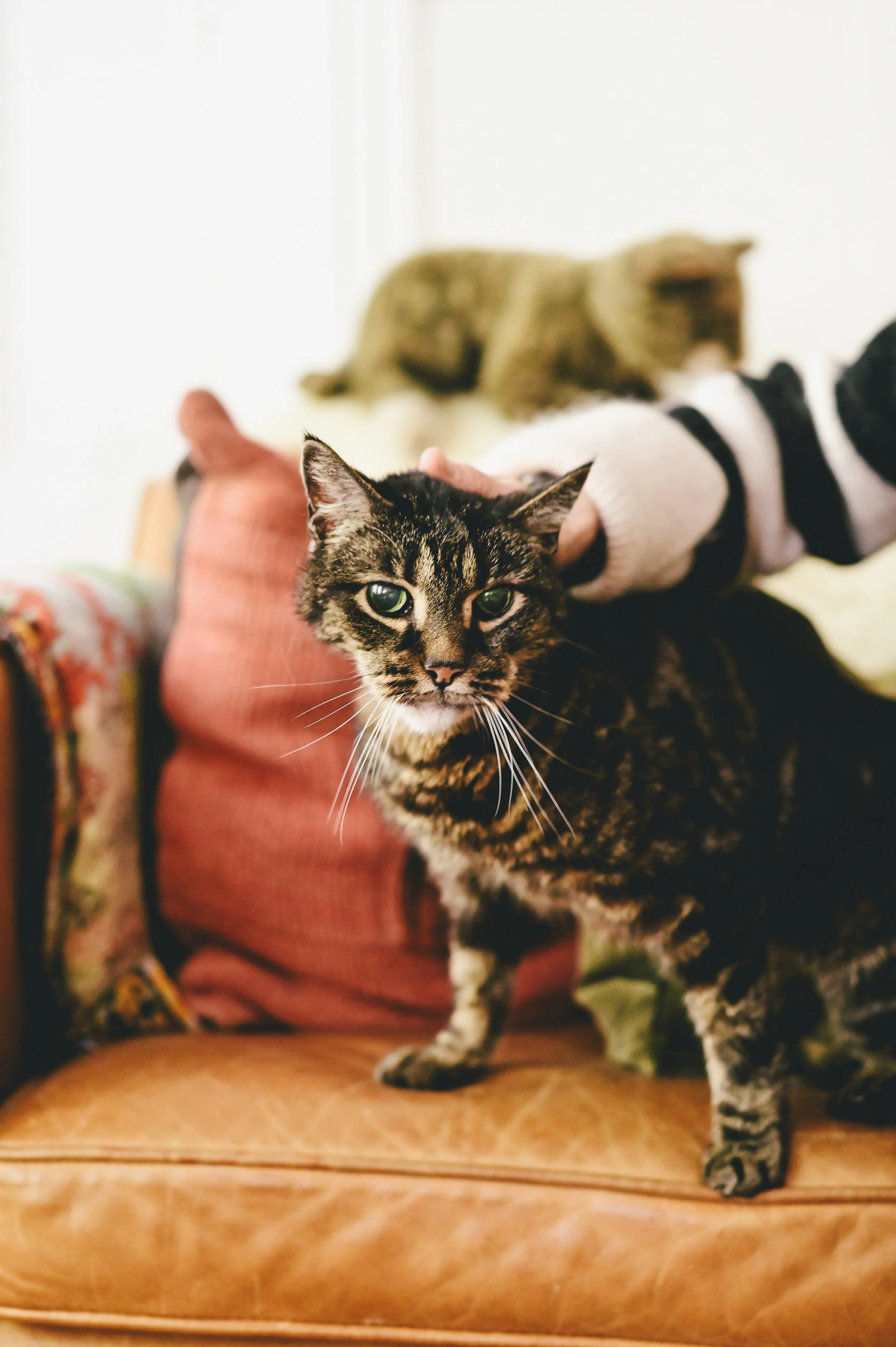 elderly-cat-pet-portrait.jpg