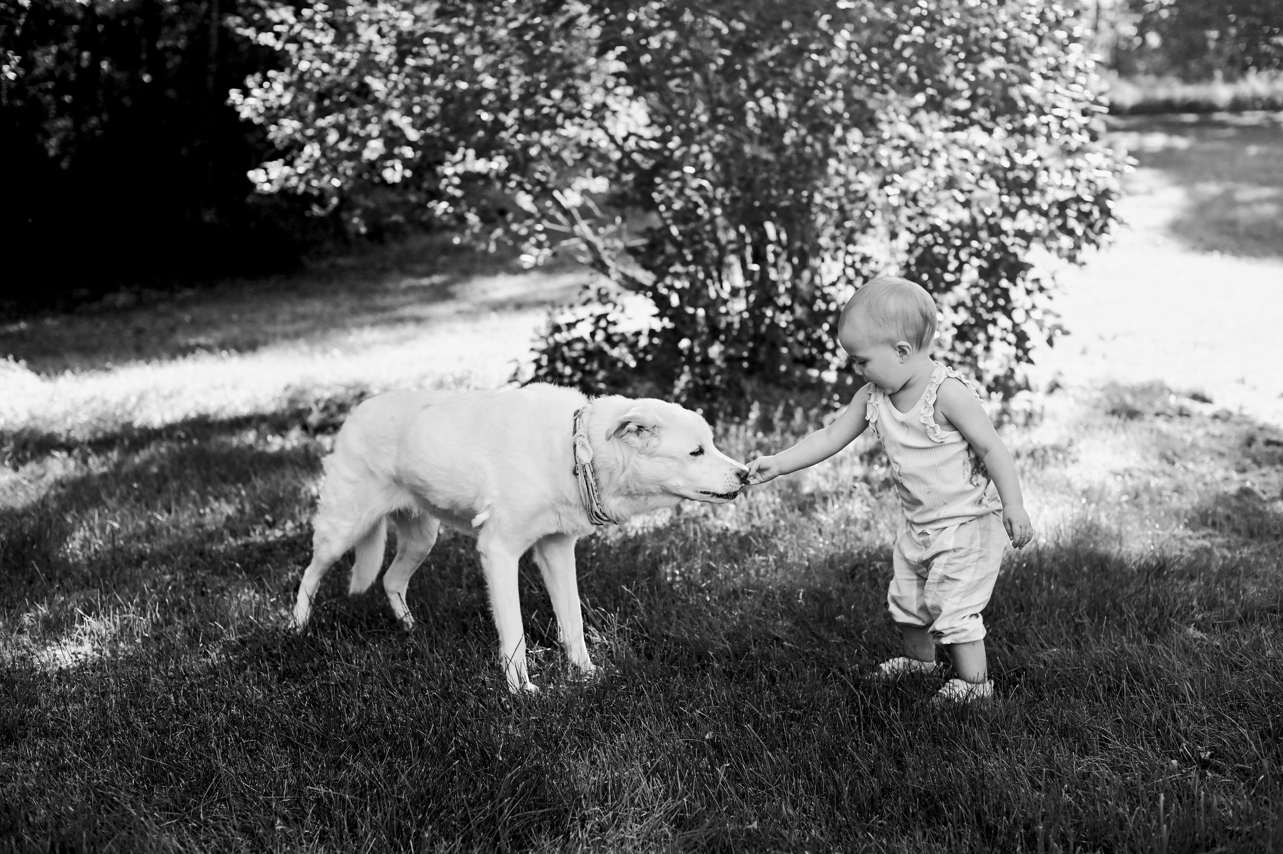 maine-dog-child-pet-photography.jpg