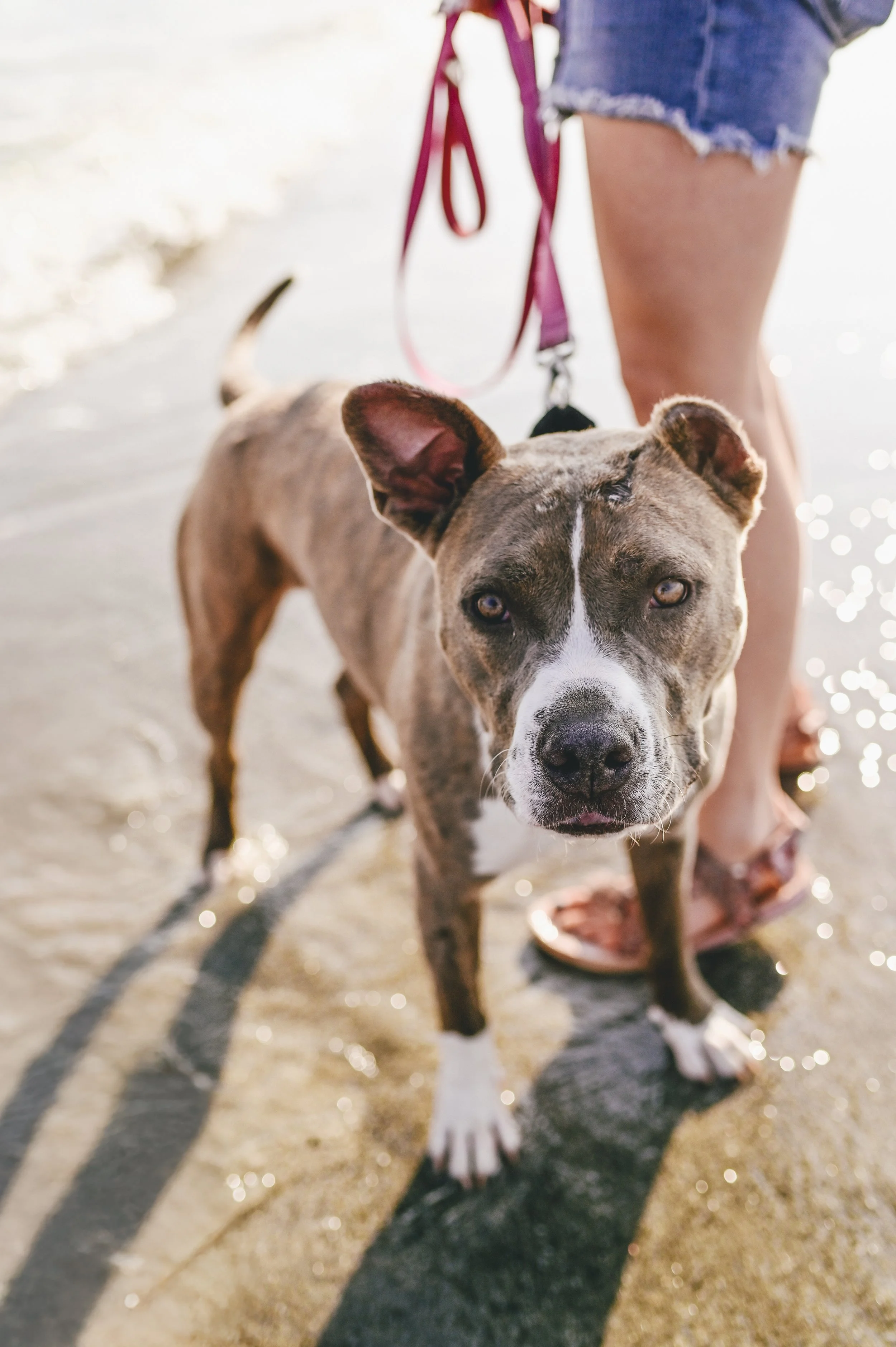 beach-dog-portrait.jpg