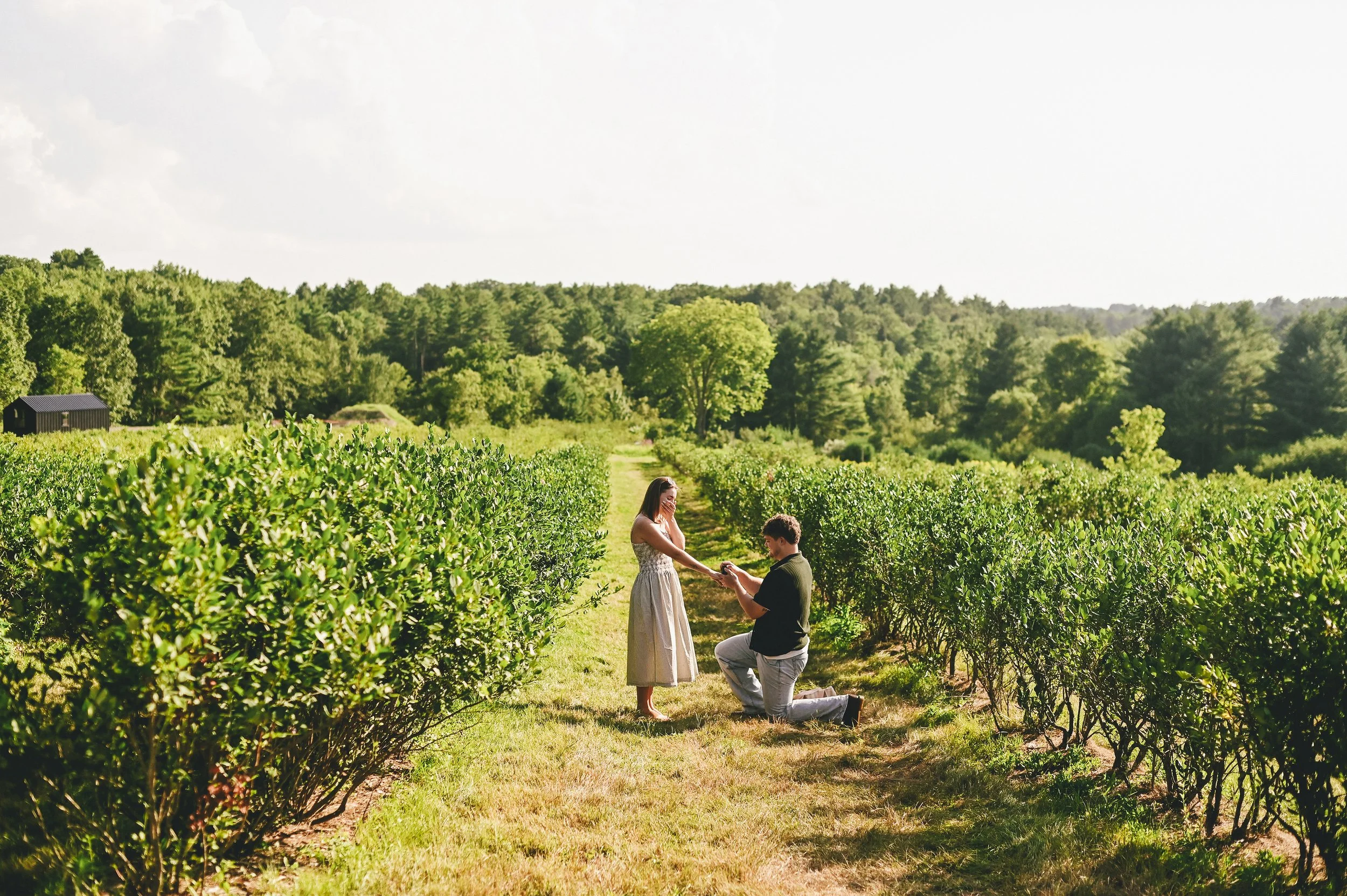 surprise proposal at a Maine blueberry farm