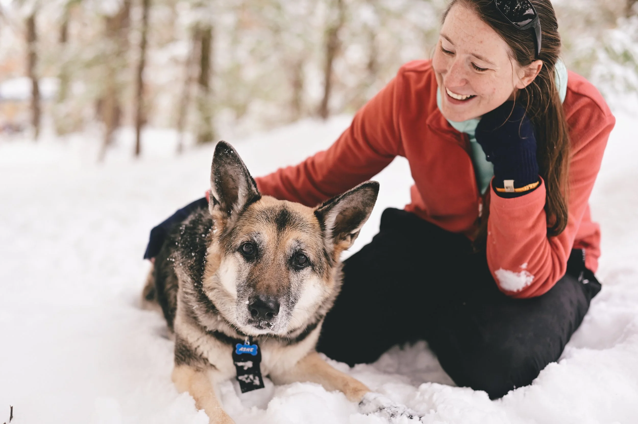 snow-maine-dog-portrait.jpg