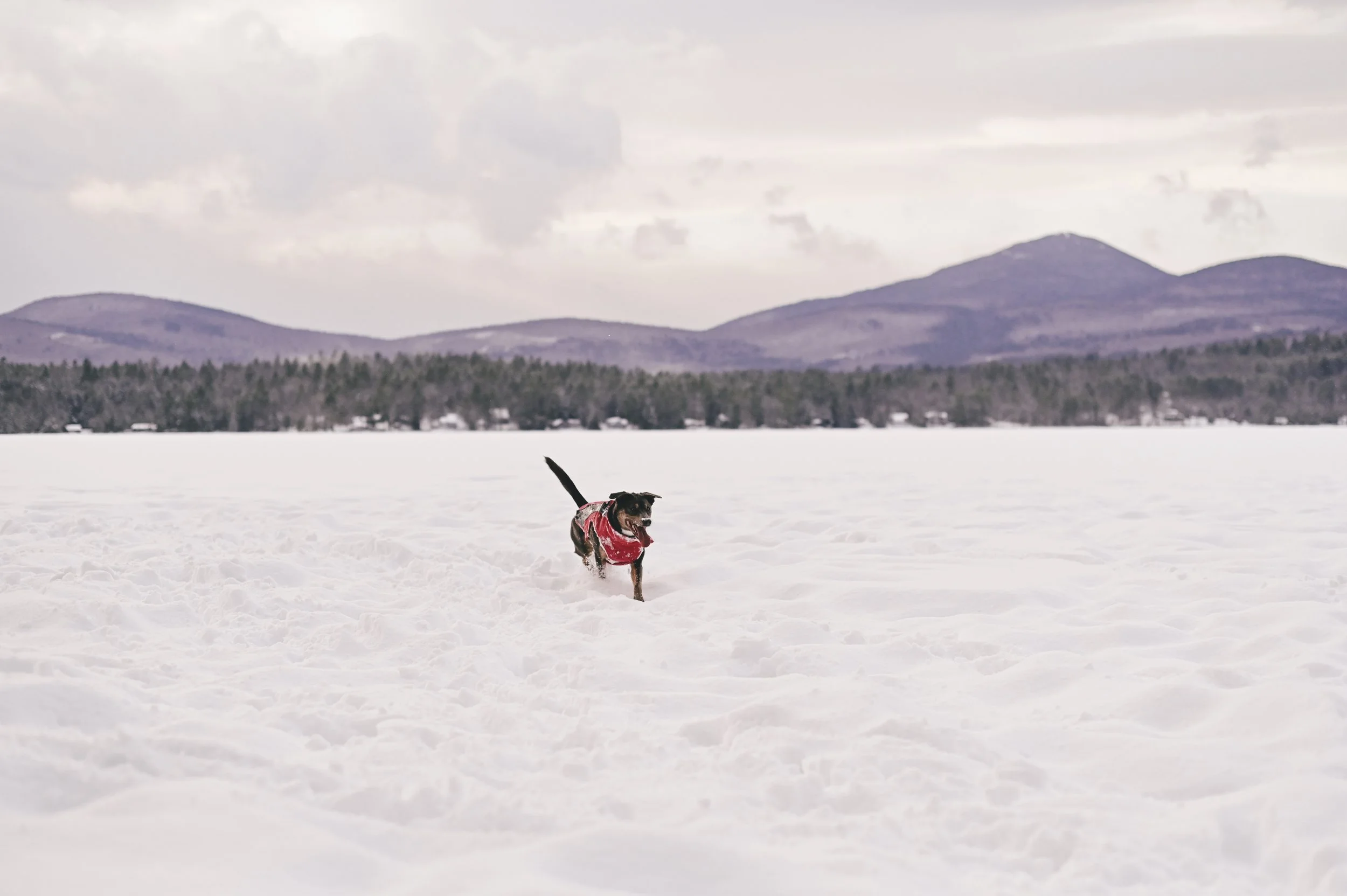 outdoor-maine-winter-pet-dog.jpg