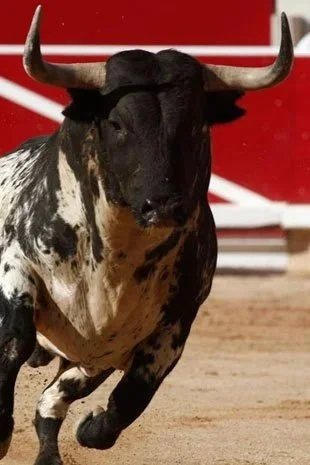 San Fermín: toro y fiesta