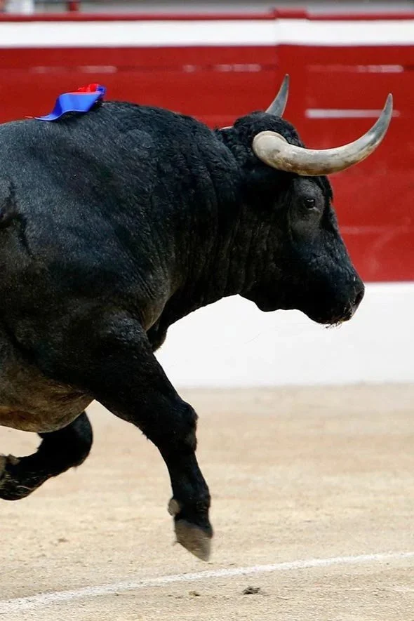 Victorino no repitió en Mont de Marsan el nivel exhibido en Santander. (Galería de Bertrand Caritey) 