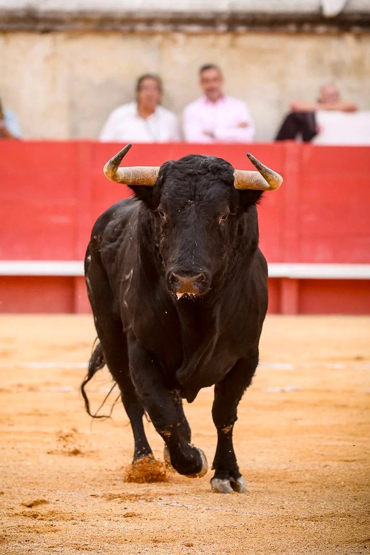 Galería de la corrida de Fuente Ymbro en Nimes