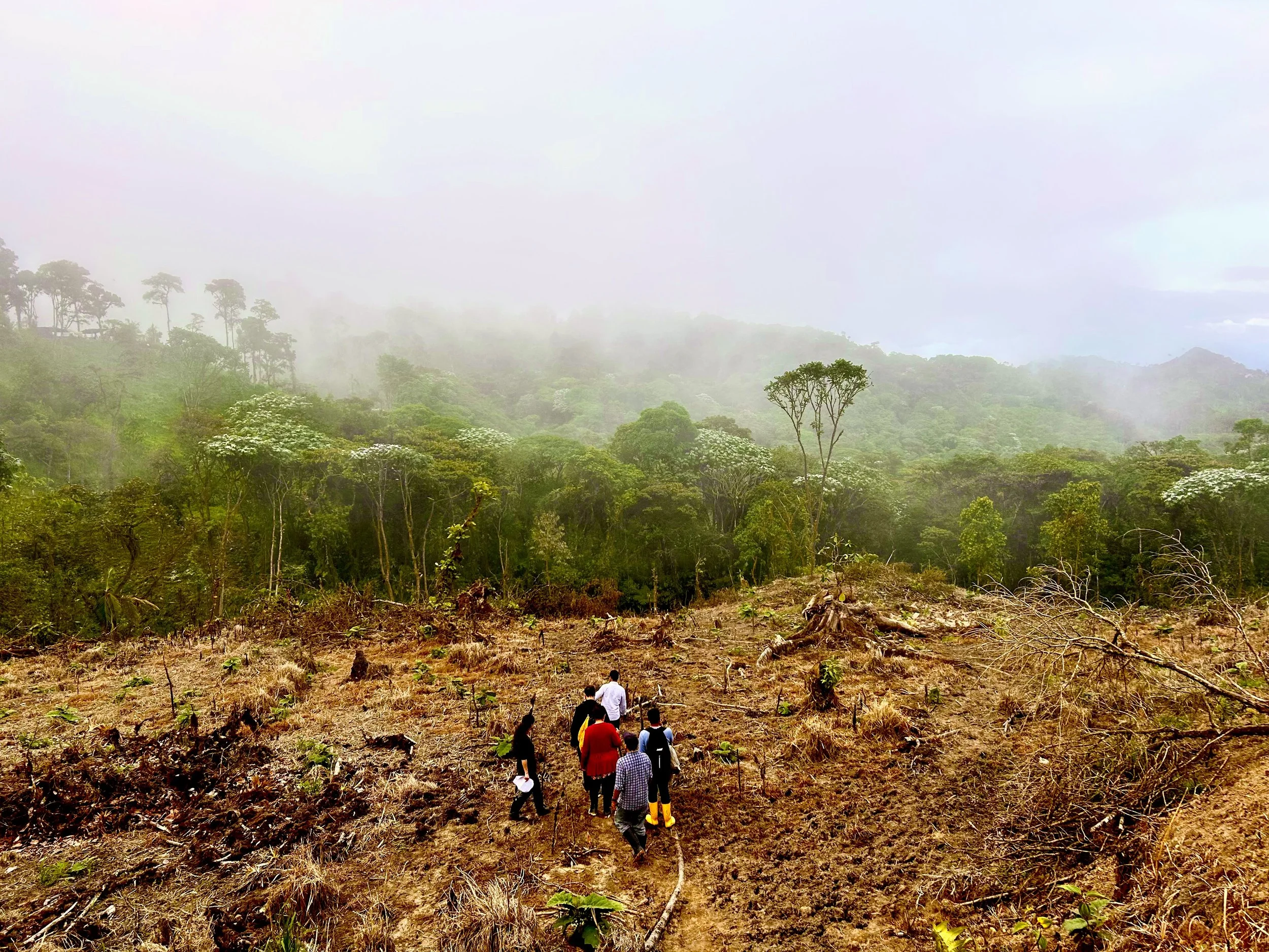Group of people walking through deforested area towards a lush green forest with mist in the background.