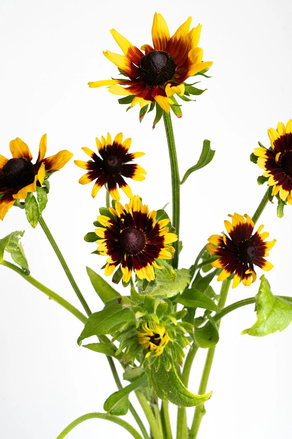 Katherine'sFlowers-61.jpg