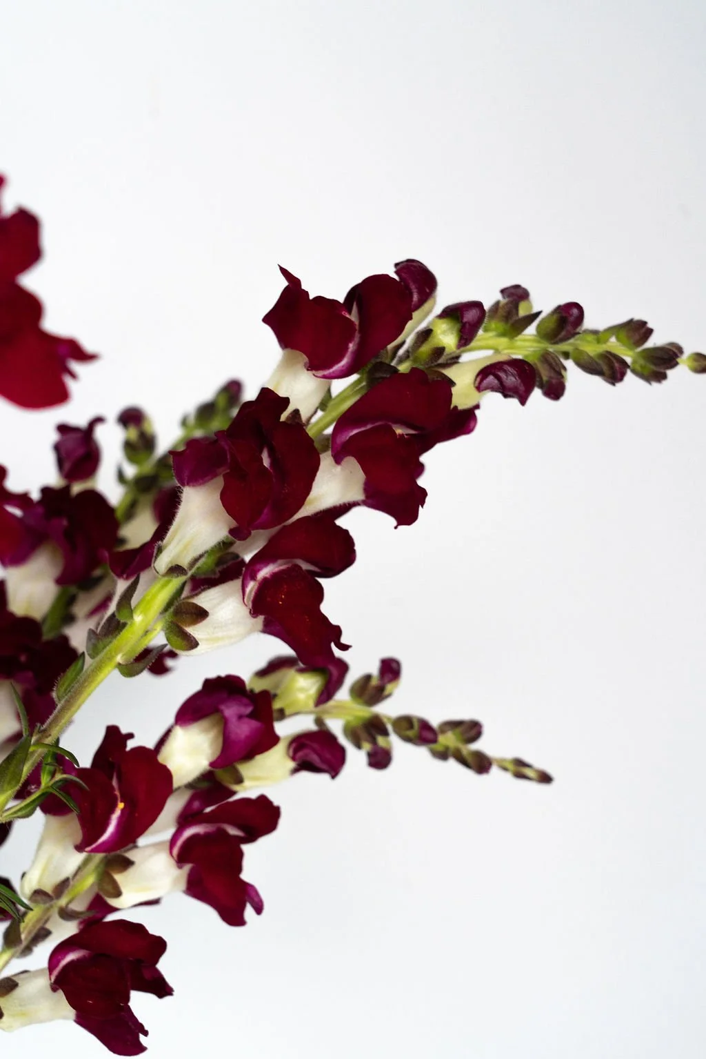 Katherine'sFlowers-57.jpg