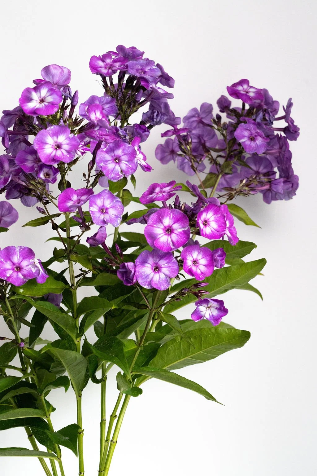Katherine'sFlowers-74.jpg