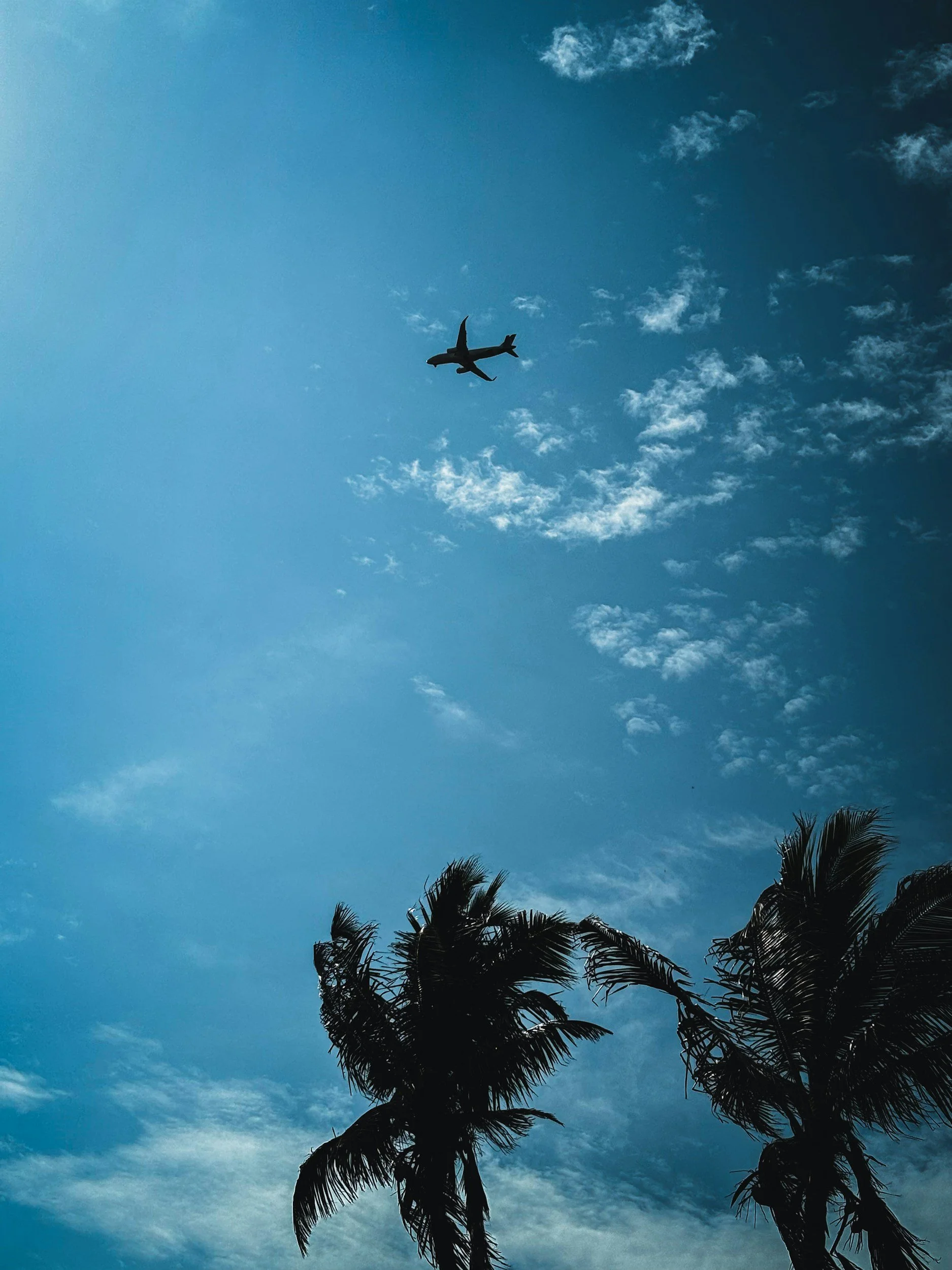 Silhouettes of palm trees against a blue sky with some clouds and a bird flying overhead.