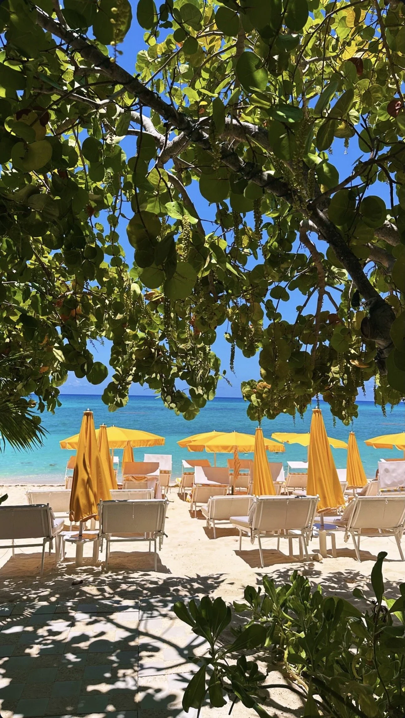 Beach scene viewed from under a leafy tree, showing yellow umbrellas, white chairs, and the blue ocean with a clear sky.