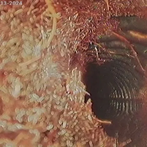 sewer camera inspection showing substantial tree root intrusion inside a sewer line.
