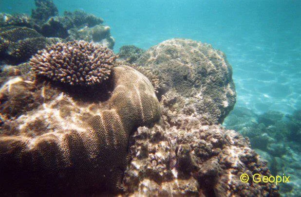 coral-reef-west-australia.jpg
