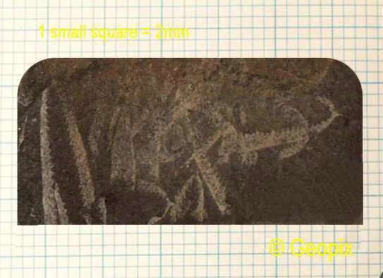 graptolites-on-graph-paper.jpg